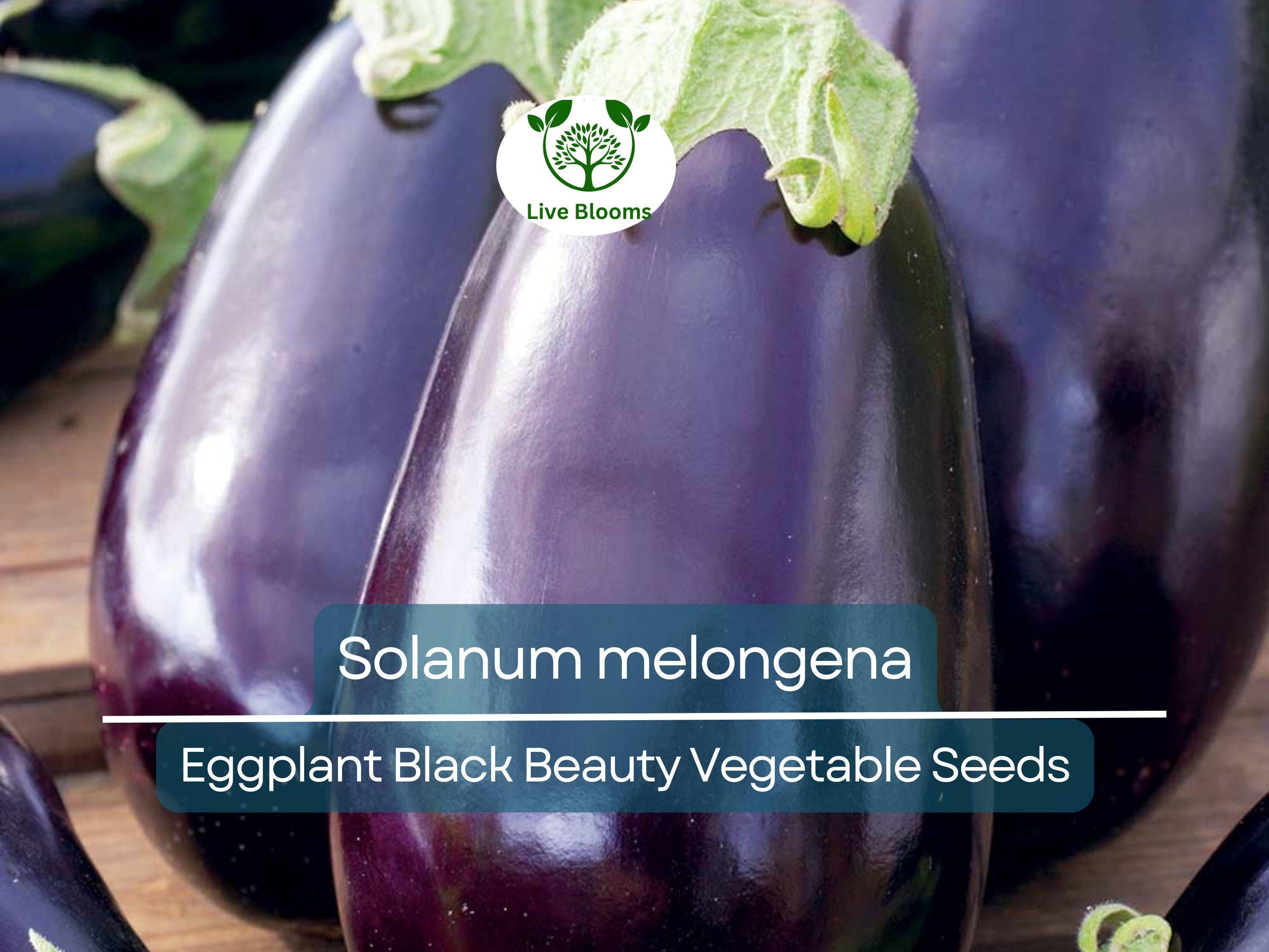 50 Seeds Eggplant Black Beauty (Solanum melongena) - Heirloom, Non-GMO, Dark Purple, Great for Garden, Organic Vegetable Planting