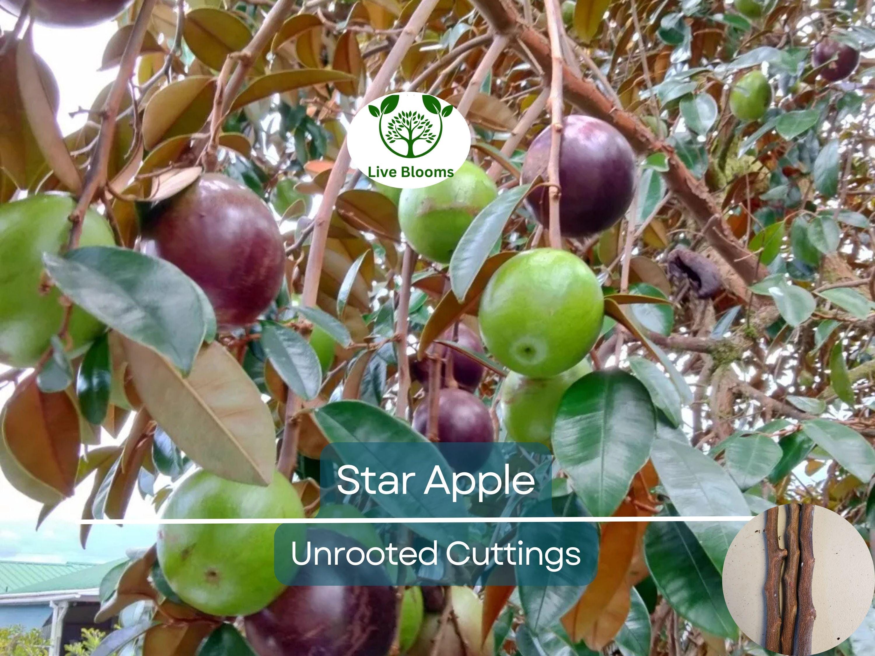4 Star Apple Cutting 5-6" Unrooted for Grafting – Tropical Fruit Tree (Annona sp.) – Exotic Fruit, Propagation, Apple, Tropical Gardening