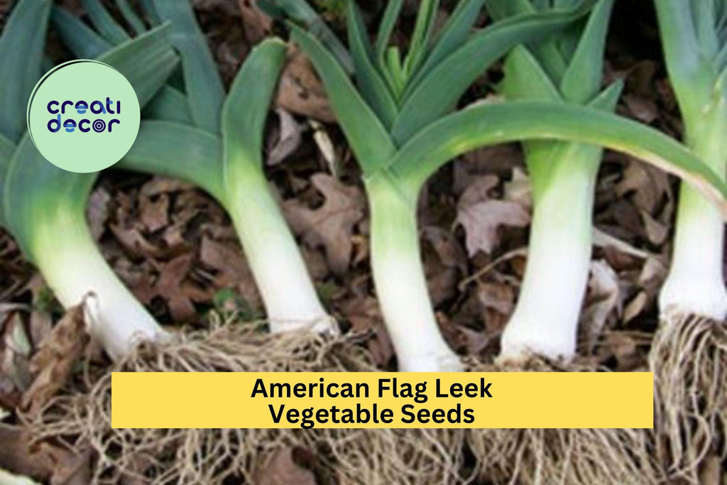 3pcs of 300mg American Flag Leek Seeds – Mild Onion Flavor for Soups, Salads, and Easy Home Garden Planting Seeds for Planting