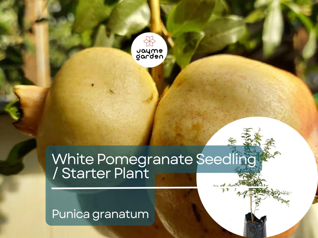 White Pomegranate Starter Plant (Punica granatum) - Live Fruit Tree 1′-2′ Tall - Unique, Sweet Pomegranate for Garden & Orchard