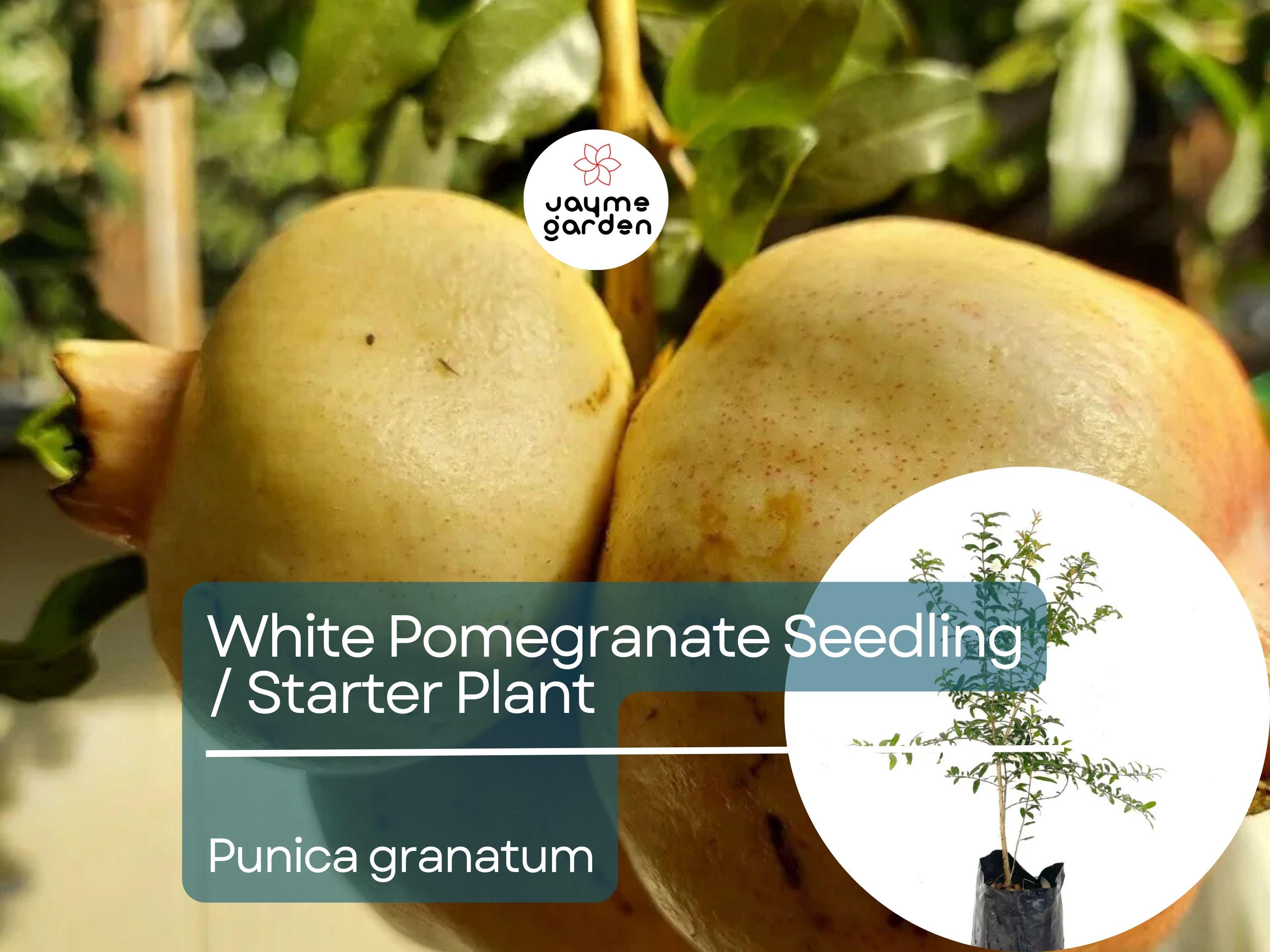 White Pomegranate Starter Plant (Punica granatum) - Live Fruit Tree 1′-2′ Tall - Unique, Sweet Pomegranate for Garden & Orchard