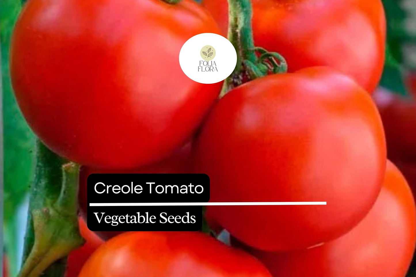 15 Seeds Creole Tomato (Solanum lycopersicum) – Sweet, Juicy, Flavorful Heirloom Variety