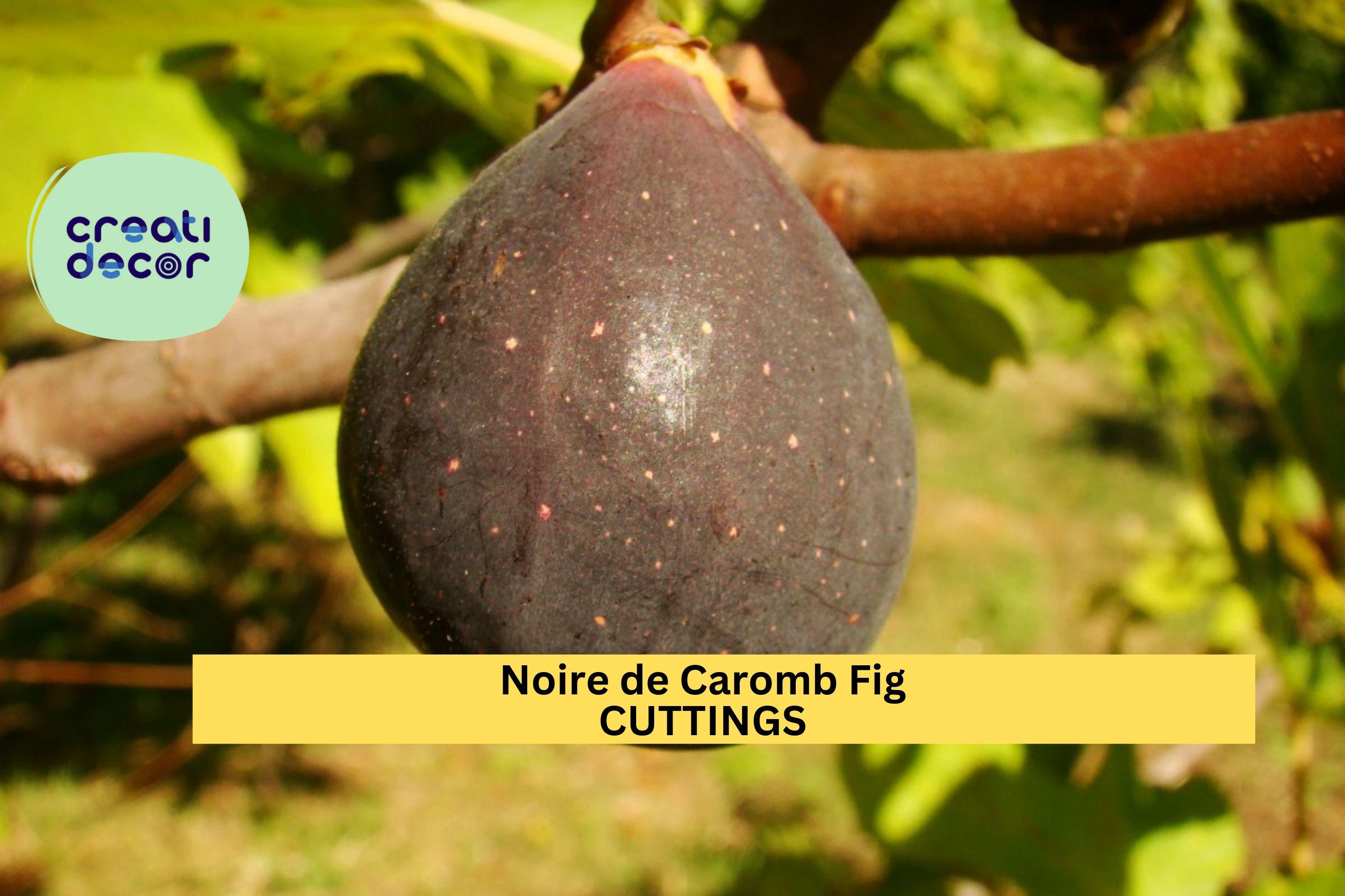 2 Noire de Caromb Fig Cuttings | Very Rare French Heirloom Variety | Ficus Carica | Fresh Unrooted Scions | Exceptional Flavor