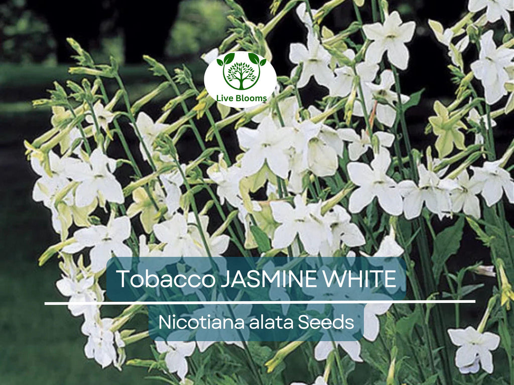 500 Jasmine Tobacco Seeds – Nicotiana alata, White Fragrant Night Blooms, Heirloom, Non-GMO, Night Scented Flower Seeds