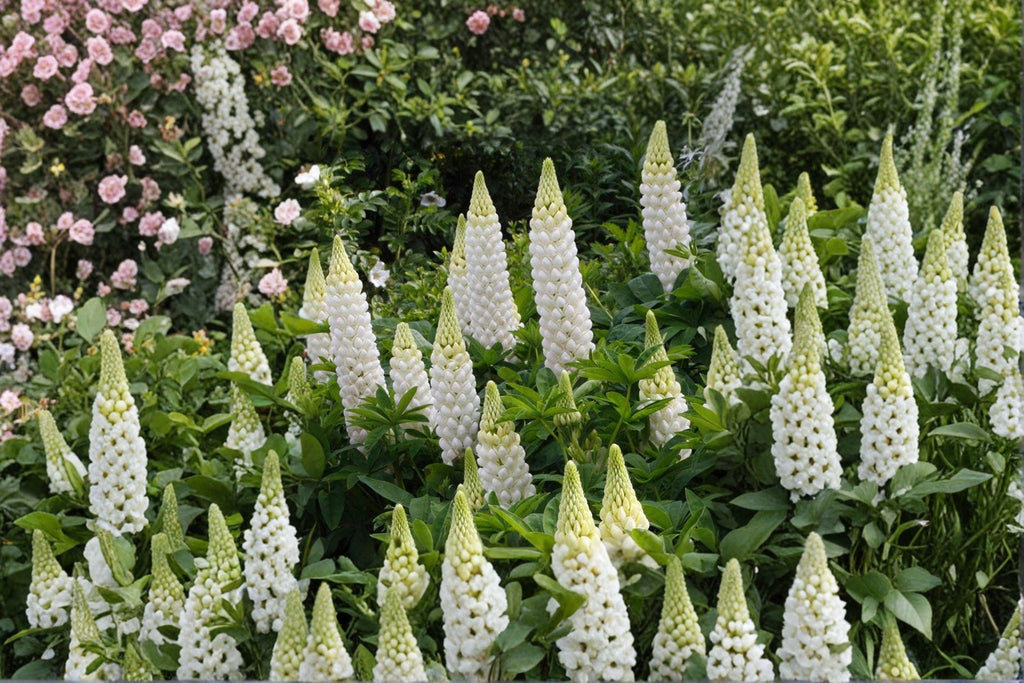 Lupine ‘Russell White’ 20 Seeds | Elegant White Flower Spikes | Hardy Perennial | Pollinator Friendly