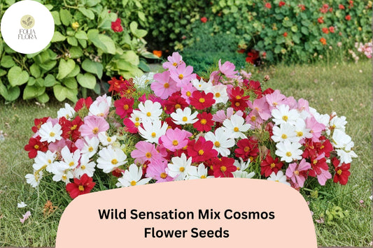 200+ Wild Sensation Mix Cosmos Seeds | Cosmos bipinnatus Colorful Wildflower Blend | Easy Annual Garden Blooms