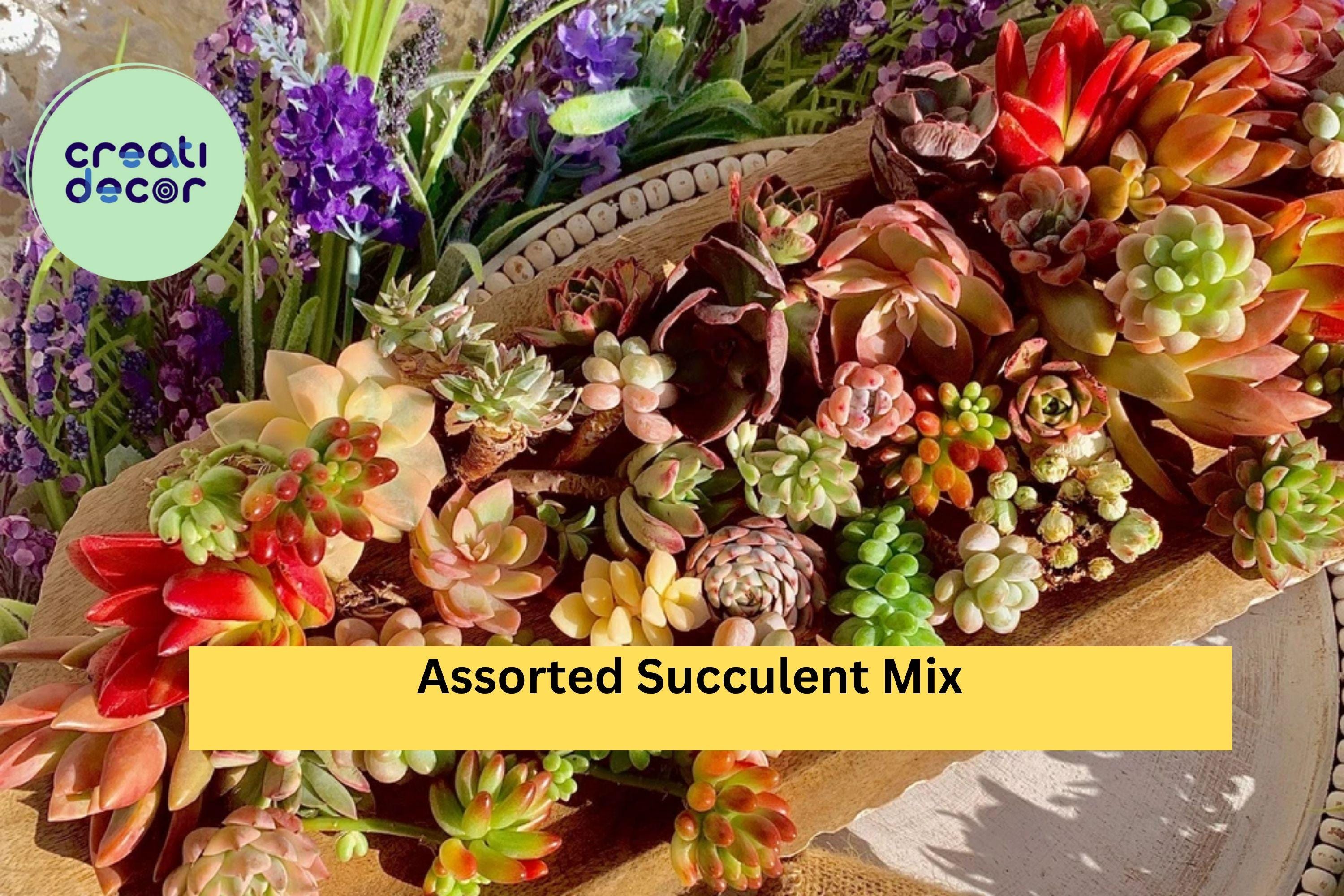 Assorted Succulent Cuttings – 12 Live Green Varieties (Echeveria, Sedum, Crassula Mix) 0.5–1.5” Imported Mini Plants for Propagation