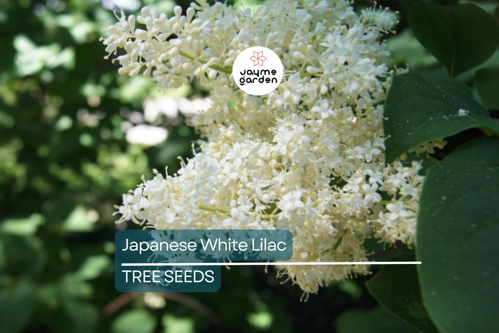25 Japanese White Lilac Tree Seeds (Syringa reticulata) – Cold Hardy, Fragrant Flowers, 30ft Tall