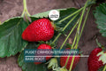 10 Puget Crimson Strawberry Plants - Bare Root | Large Berries | Sweet Flavor | High Yield | USDA Zones 6-10