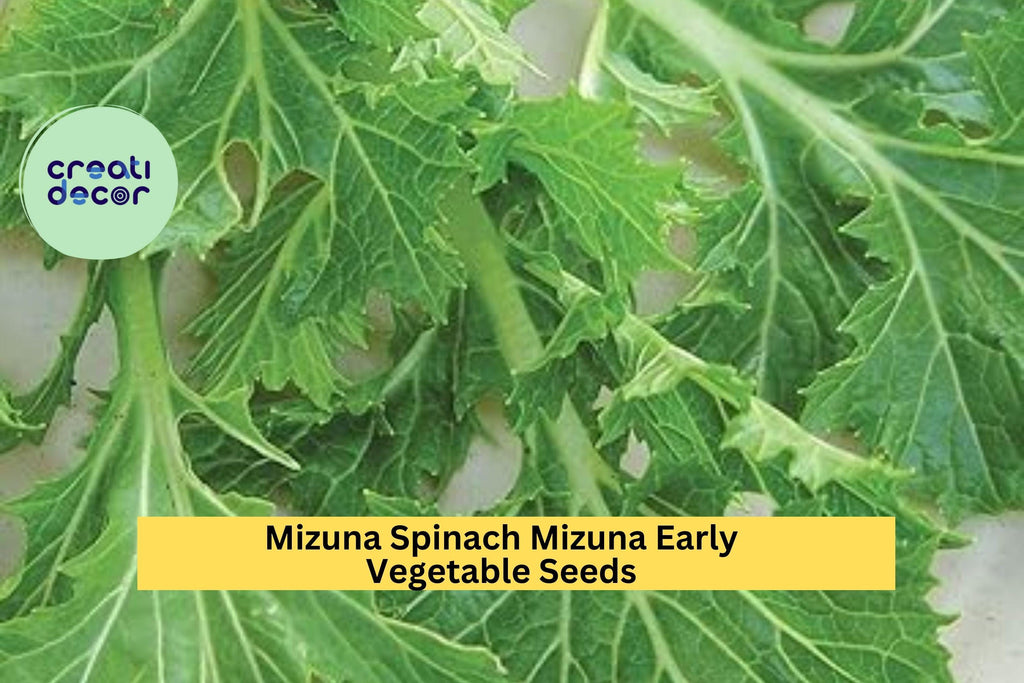 3pcs of 500mg Mizuna Early Spinach Seeds – Fast-Growing Mild Greens, Ideal for Salads, Stir-Fry, and Cool Season Planting Seeds for Planting