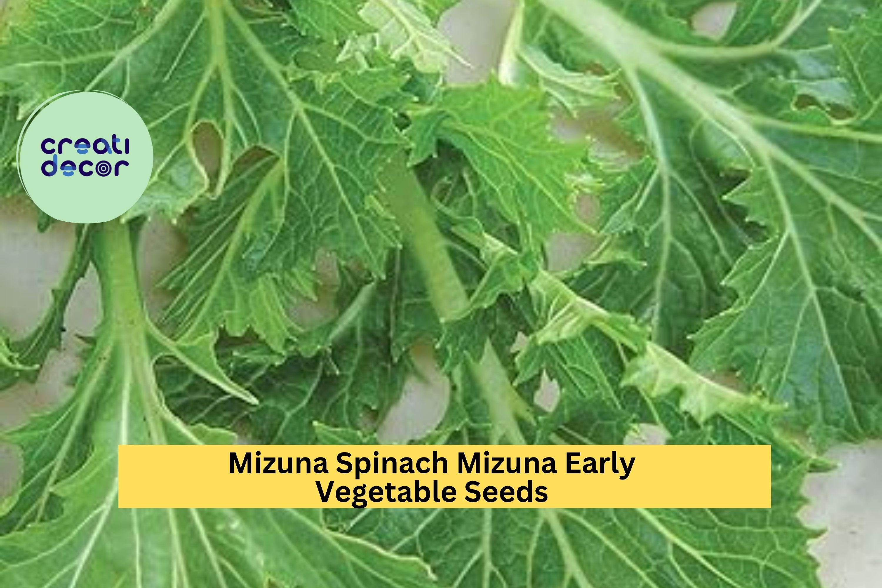 3pcs of 500mg Mizuna Early Spinach Seeds – Fast-Growing Mild Greens, Ideal for Salads, Stir-Fry, and Cool Season Planting Seeds for Planting