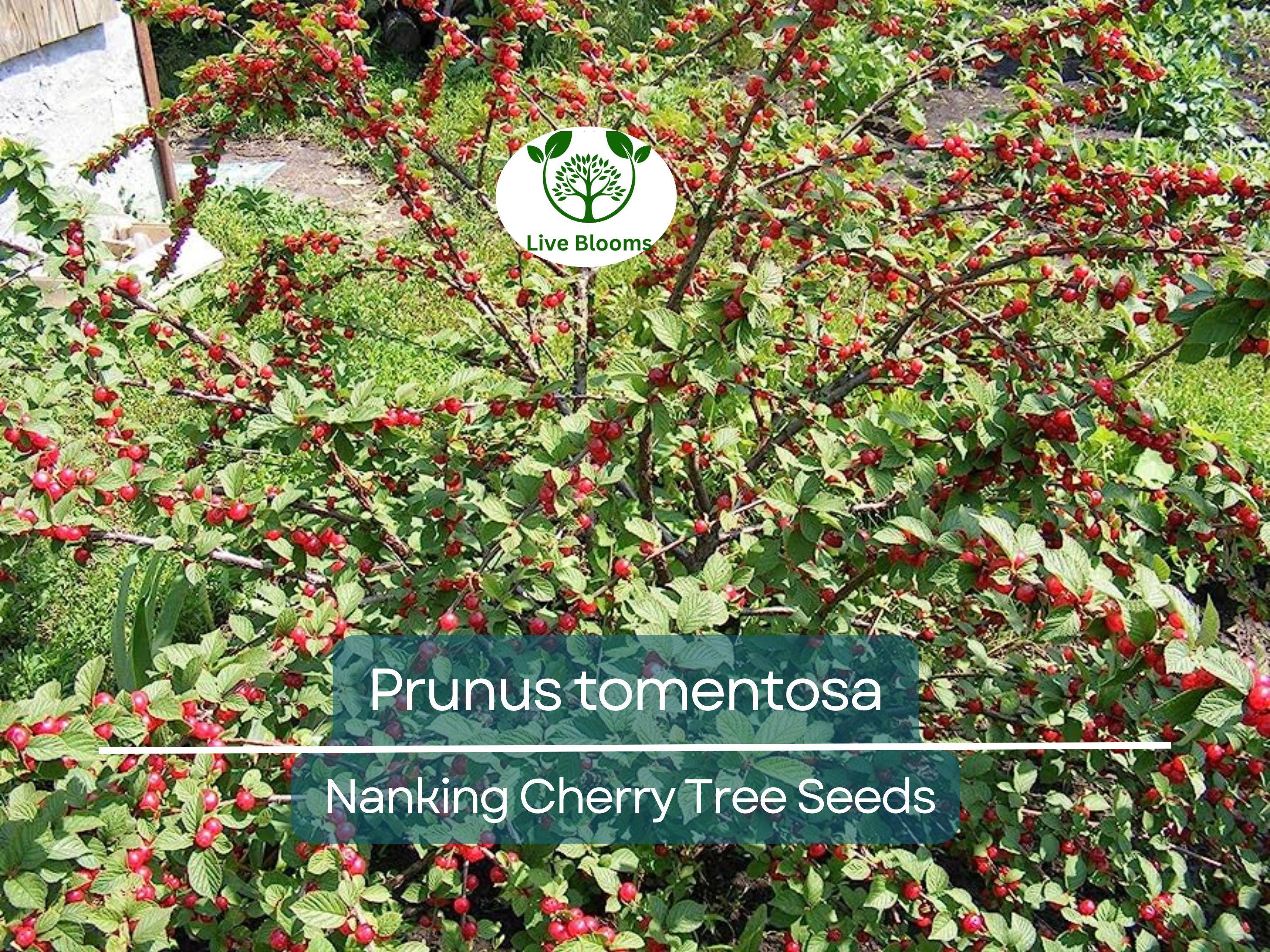 10 Seeds Prunus tomentosa (Nanking Cherry) for Planting | Hardy Fruit-Bearing Shrub for Gardens, Landscaping & Wildlife