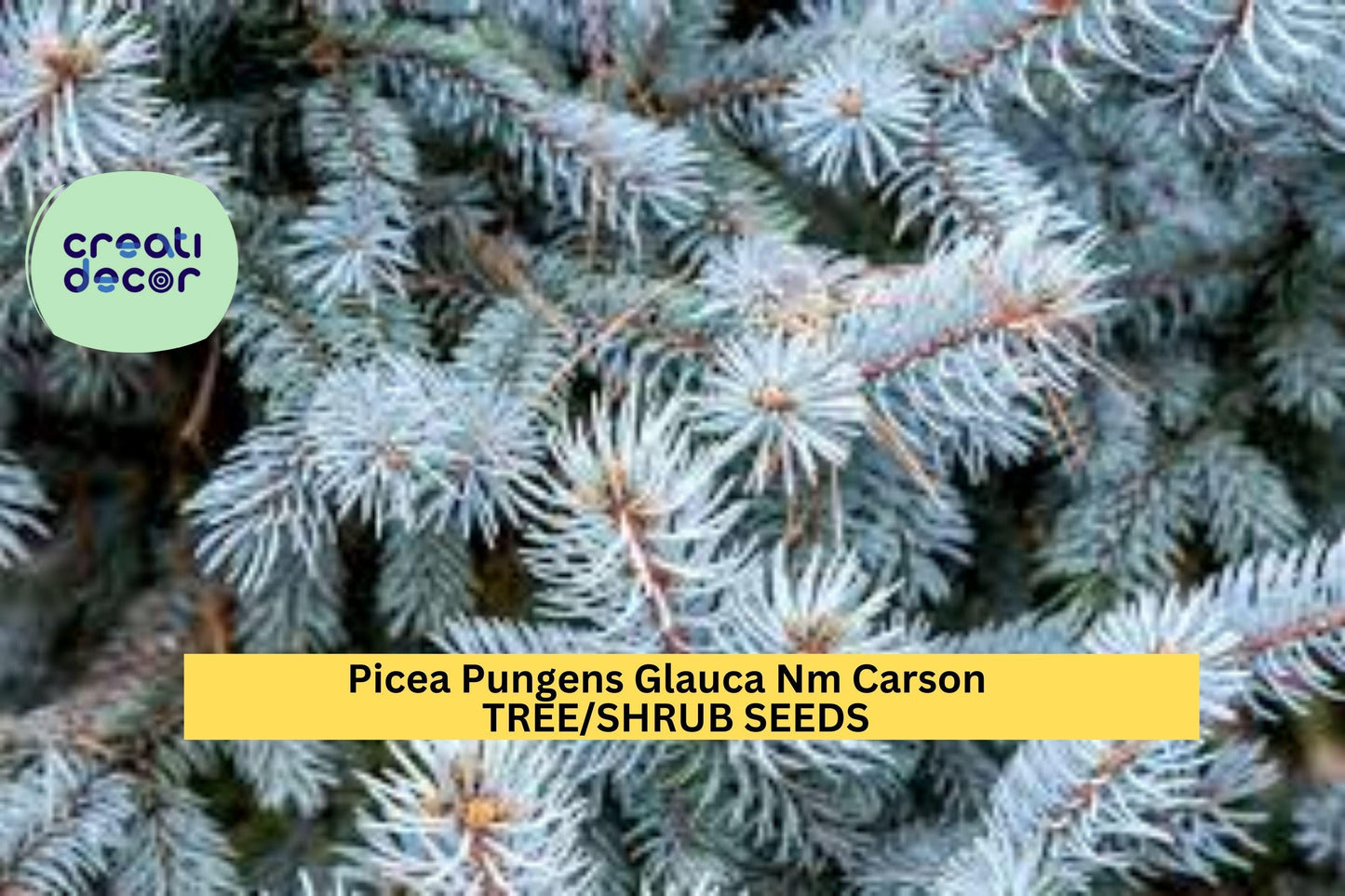 3pcs of 250mg Colorado Blue Spruce Seeds – Picea pungens Glauca NM Carson Tree for Cold-Hardy Landscapes Seeds for Planting
