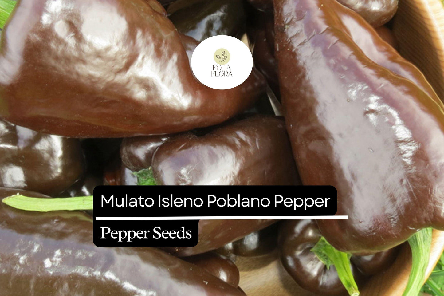 10 Seeds Mulato Isleno Poblano Pepper, Capsicum Annuum, Mild Chili Pepper Variety