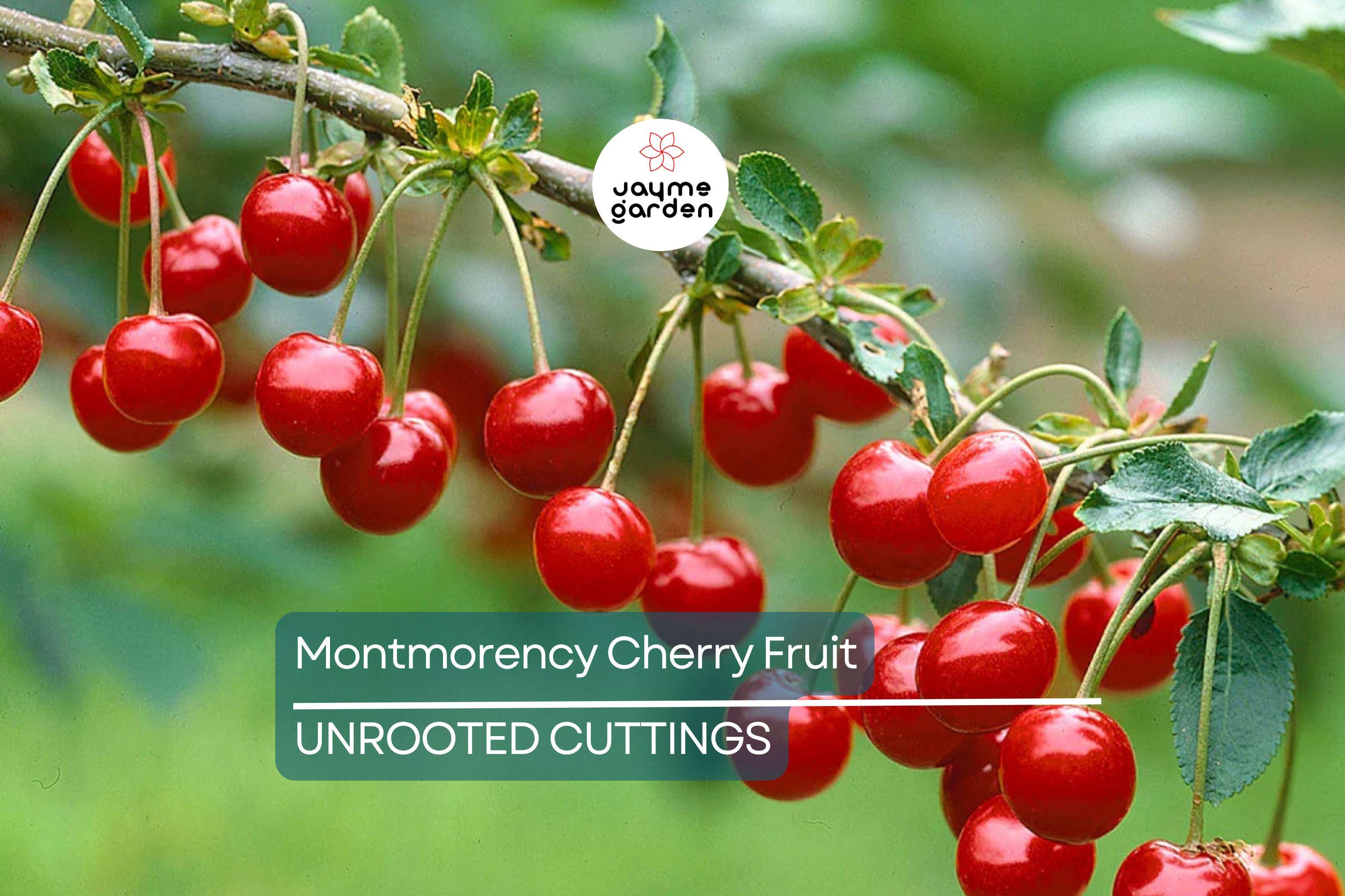 Montmorency Cherry Fruit Tree 8" Cuttings - 8 Fresh Scion Wood for Rooting & Grafting