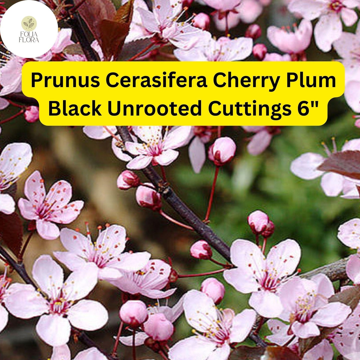 3 Unrooted Cuttings 6" Prunus Cerasifera 'Cherry Plum Black' | Live Fruit Tree Plant for Home Orchards & Landscaping