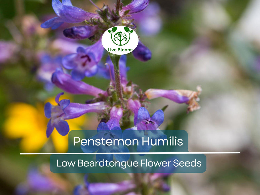 100 mg Seeds Penstemon Humilis (Low Beardtongue) for Planting | Hardy Perennial Wildflower for Rock Gardens and Pollinator Habitats