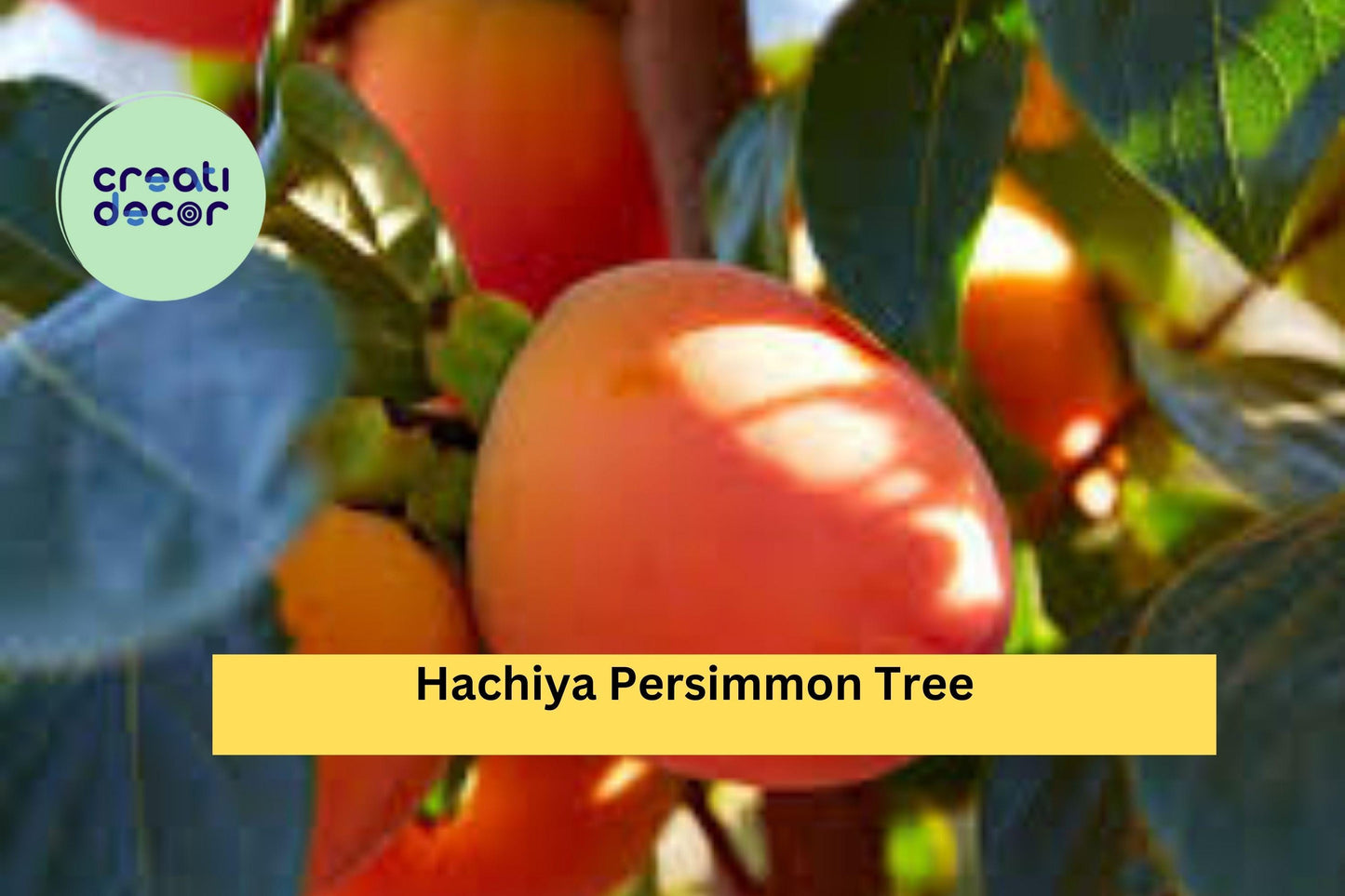 Hachiya Persimmon Tree – 6 Unrooted Cuttings (6–8") Diospyros kaki, Hardy Fruit Tree Cuttings for Rooting or Grafting