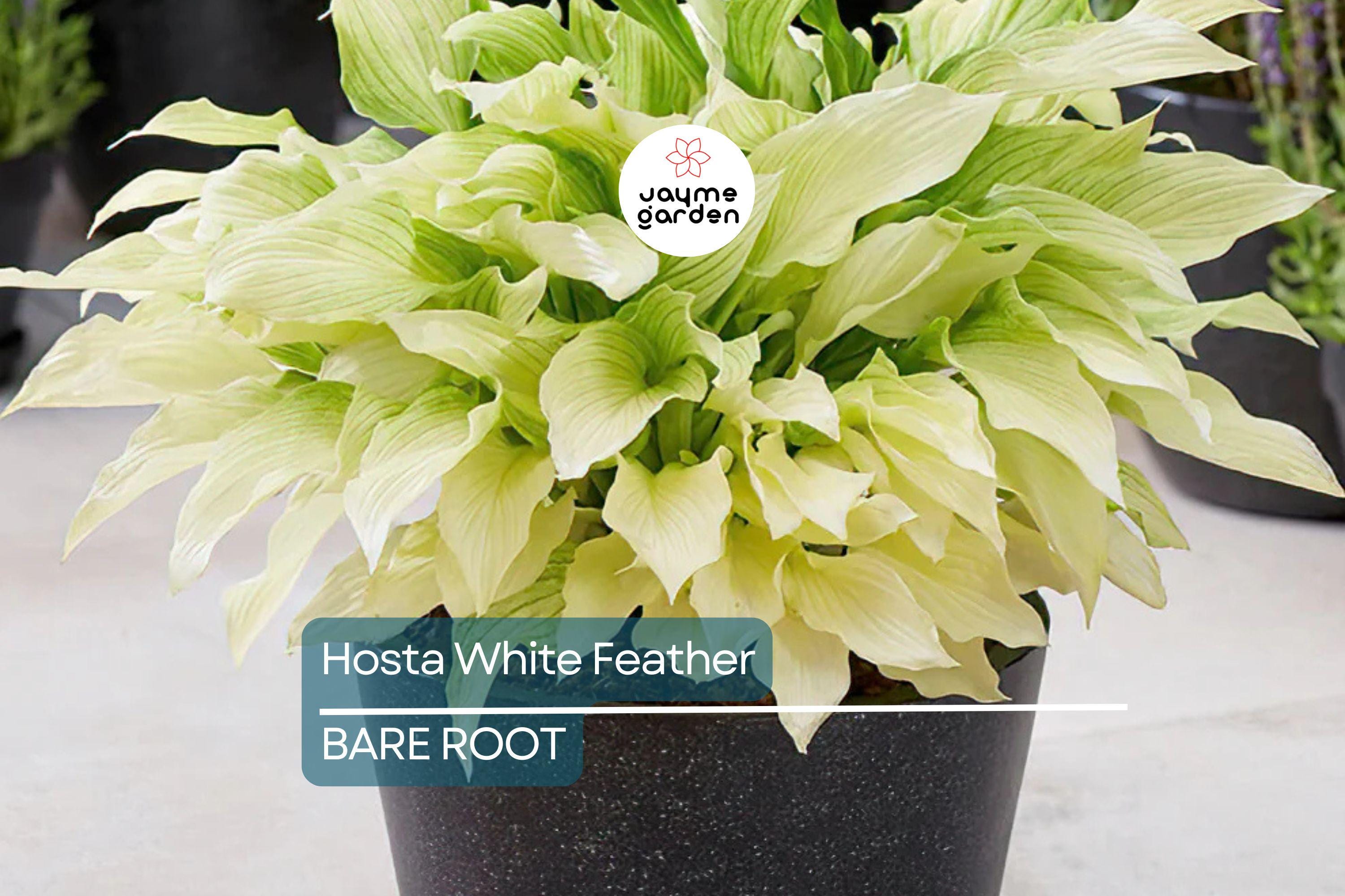 Rare White Feather Hosta | Live Bare Root Perennial | Shade-Loving Plant | Unique White Foliage | Cold Hardy | USDA Zones 3-9