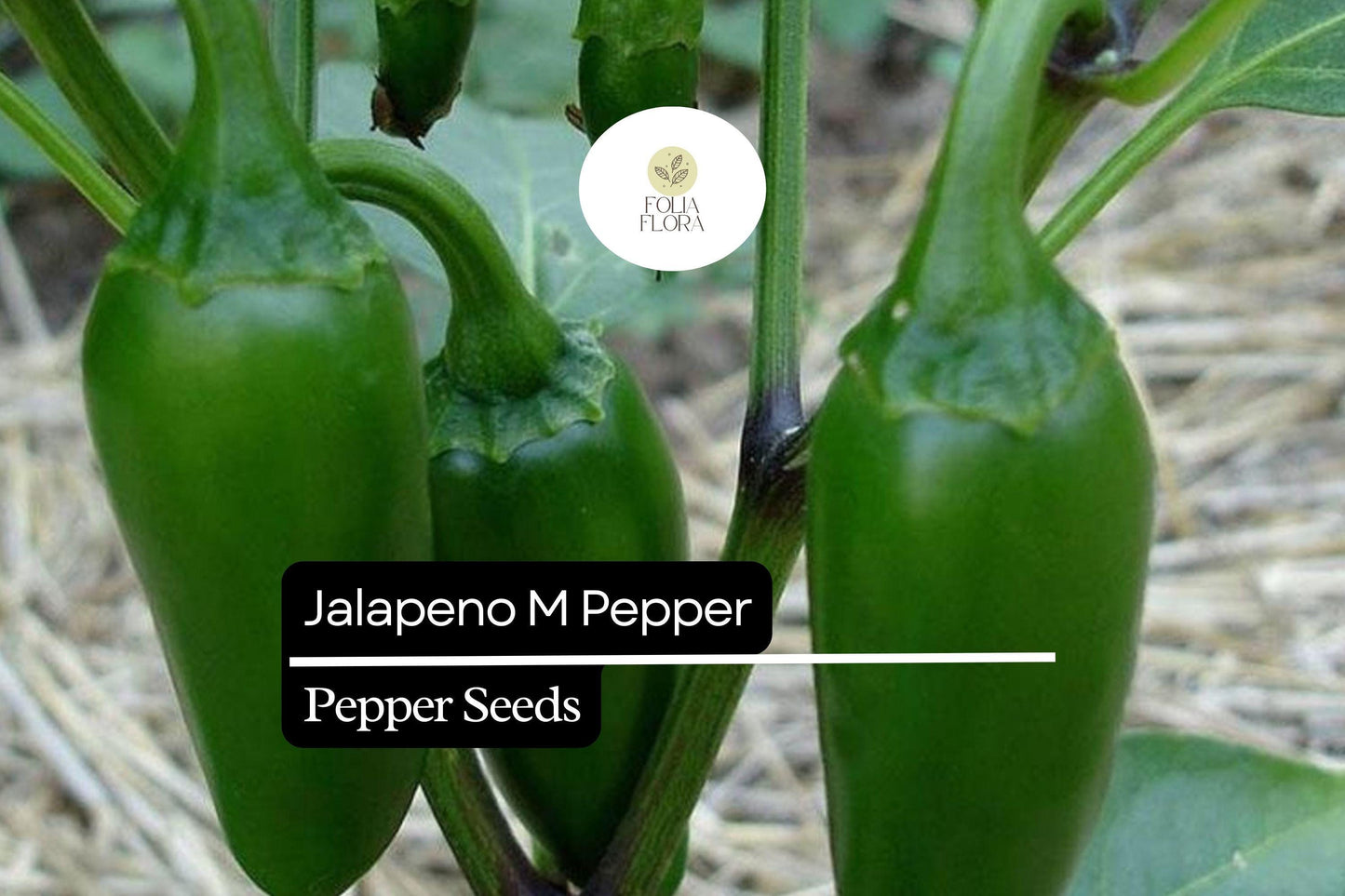 25 Jalapeño M Pepper Seeds – Capsicum annuum – Heirloom, Spicy & Flavorful, High-Yielding