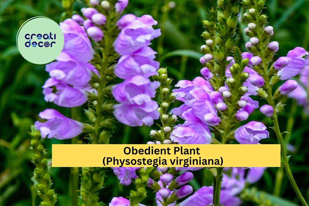 Obedient Plant Live Bare Roots – 30 Pack, Physostegia virginiana, Hardy Perennial Pink-Purple Flowers for Garden Borders & Pollinator Beds