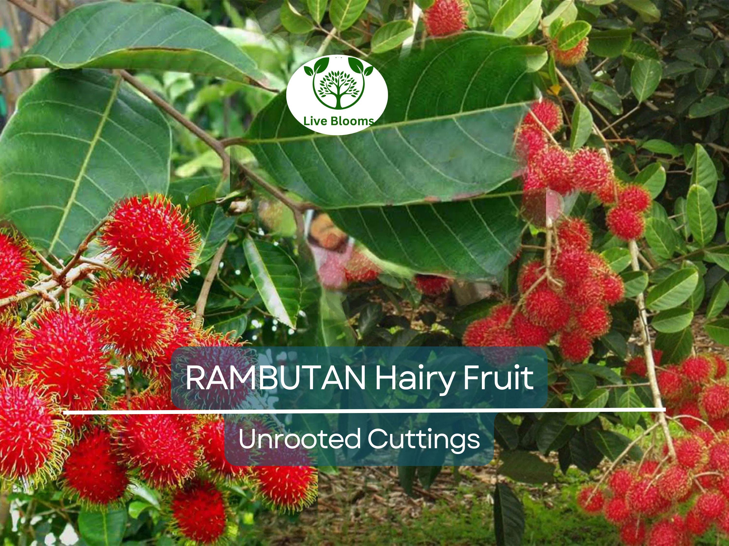 5 Unrooted Rambutan Cuttings (Nephelium lappaceum) | 5-6" Long for Grafting | Hairy Fruit Tree Cuttings for Propagation & Planting