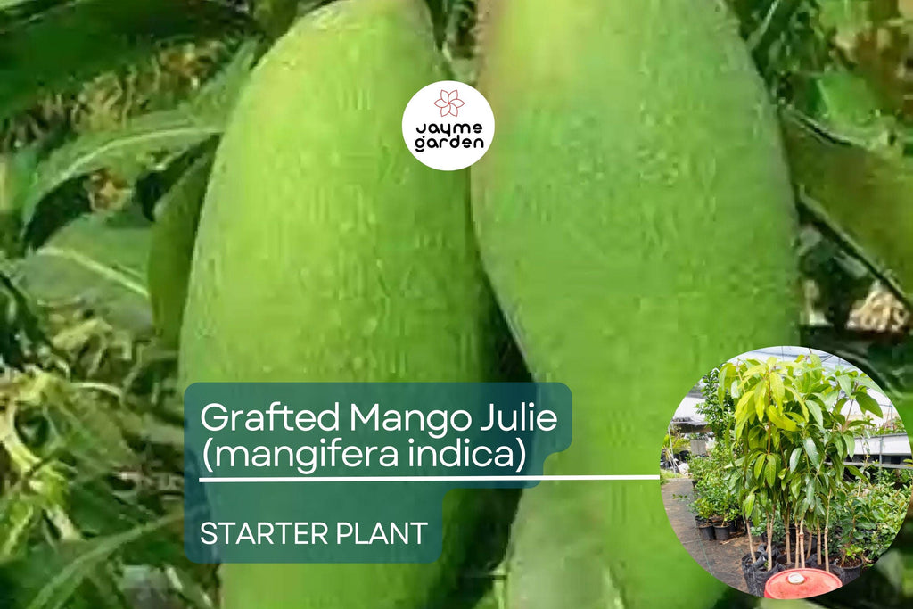 1 Grafted Mango Julie Tree - Live Fruit Tree 3’-4’ Tall | Sweet Fiber-Free Mangoes | Tropical Beauty for Gardens