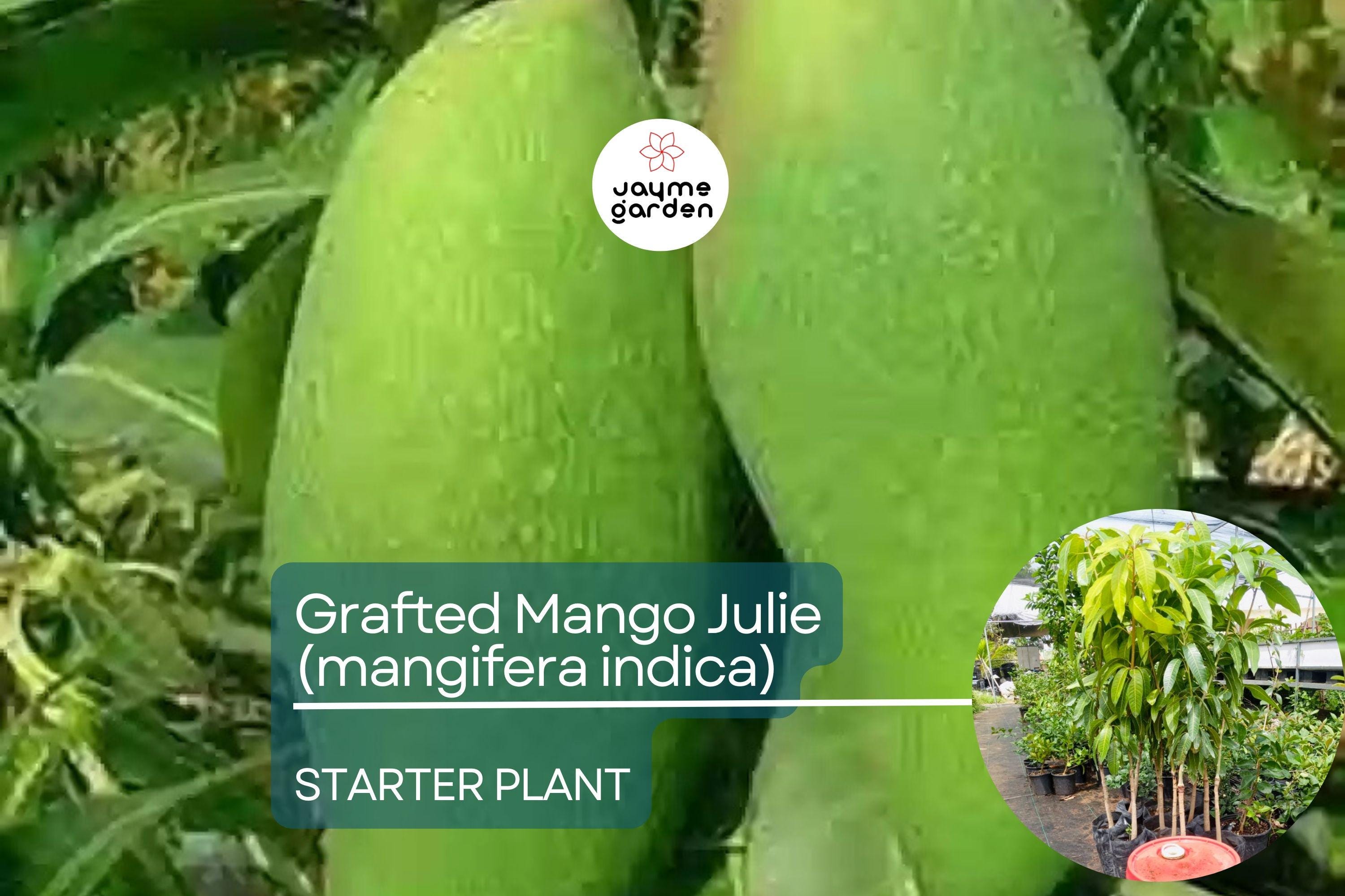 1 Grafted Mango Julie Tree - Live Fruit Tree 3’-4’ Tall | Sweet Fiber-Free Mangoes | Tropical Beauty for Gardens