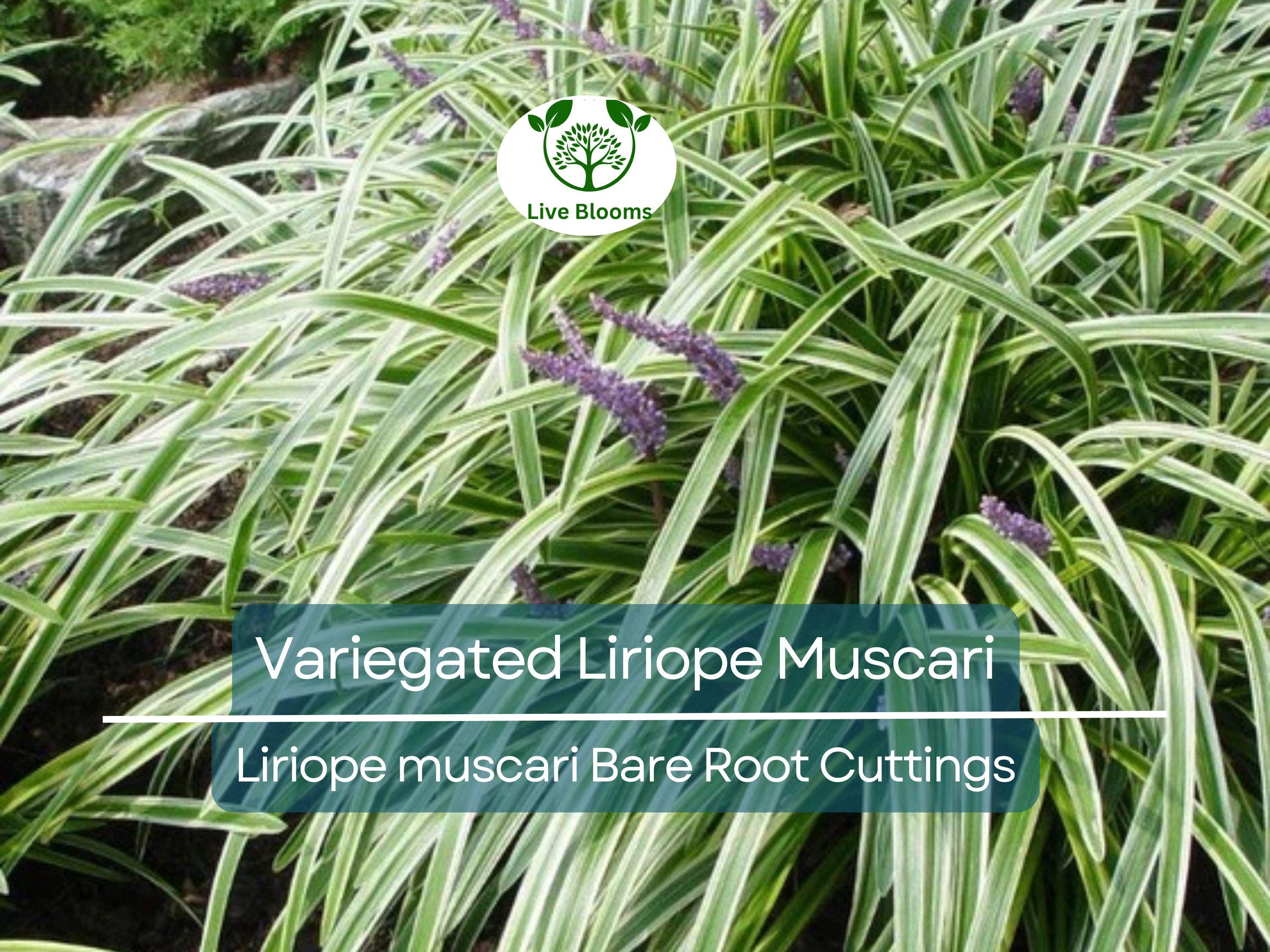 2 Variegated Liriope Muscari – Bare Root Cuttings – Monkey Grass Groundcover – Striped Foliage & Purple Spikes