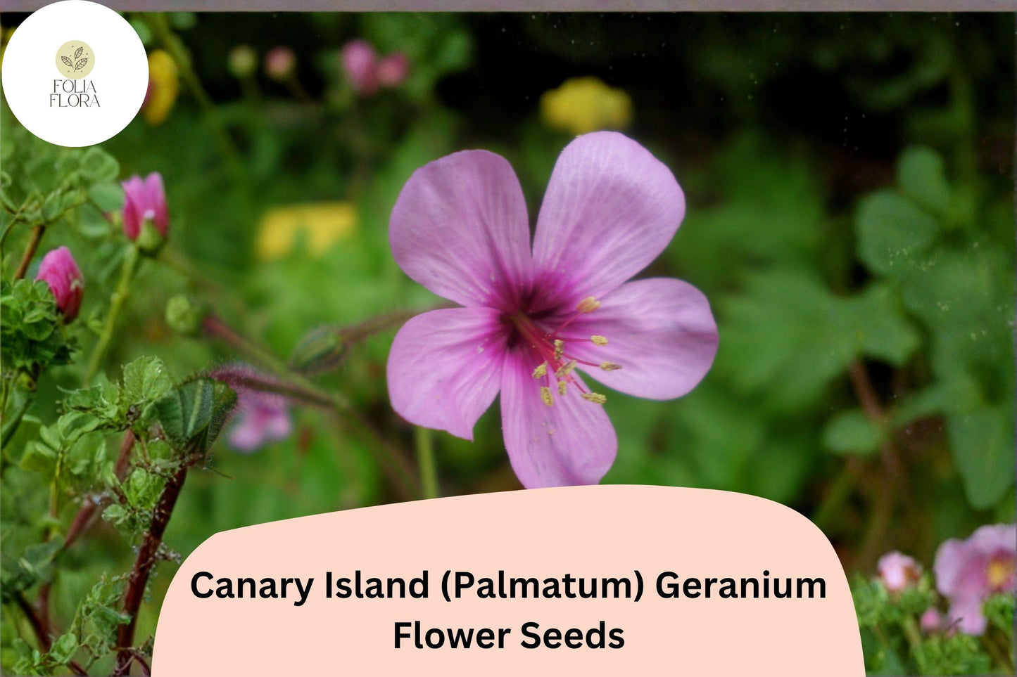 25+ Canary Island (Palmatum) Geranium Seeds | Exotic Pink Flowers | Hardy Perennial for Garden or Pots