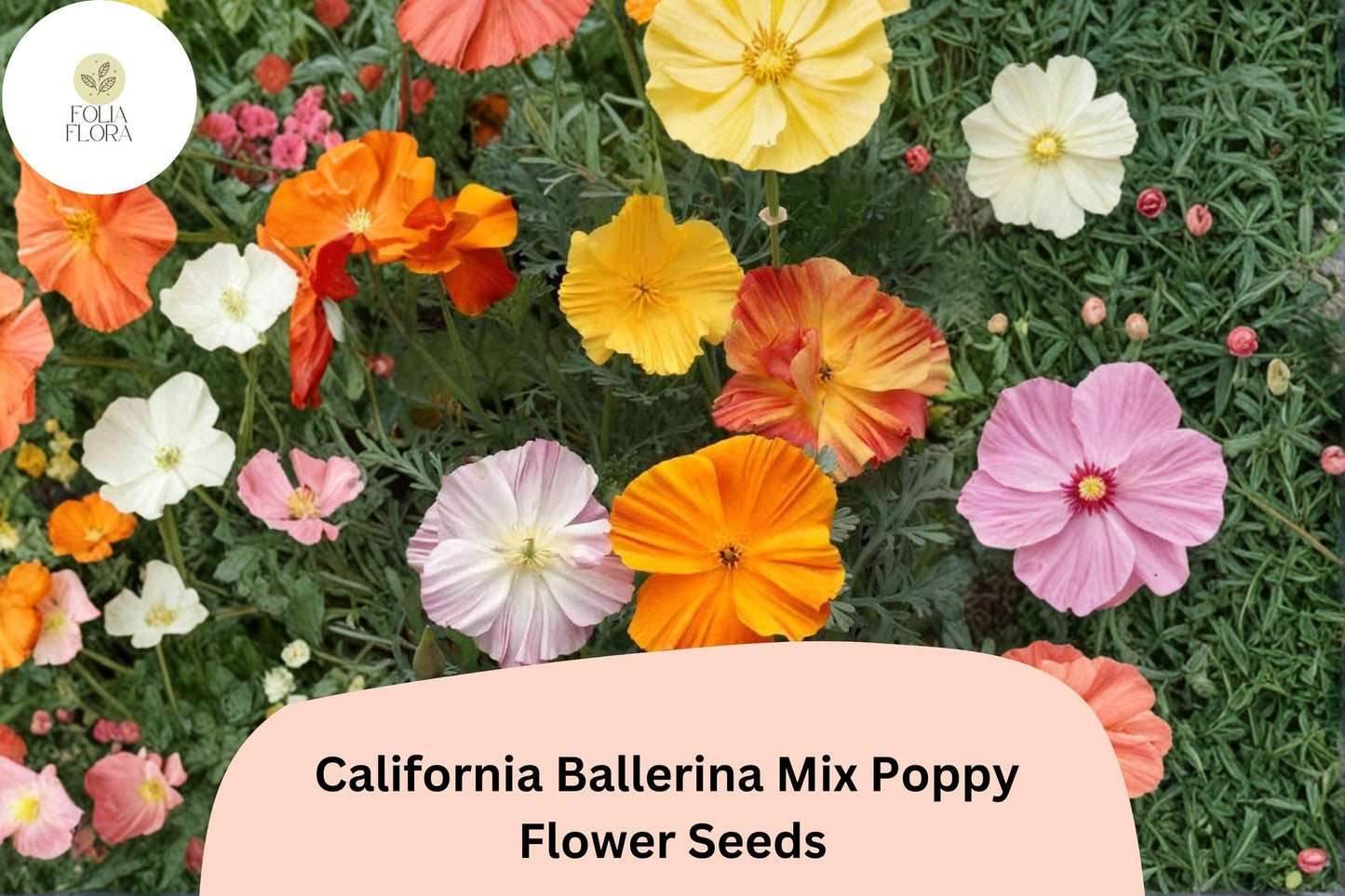 200+ California Ballerina Mix Poppy Seeds | Eschscholzia californica | Mixed Color Blooms | Easy Wildflower Seeds