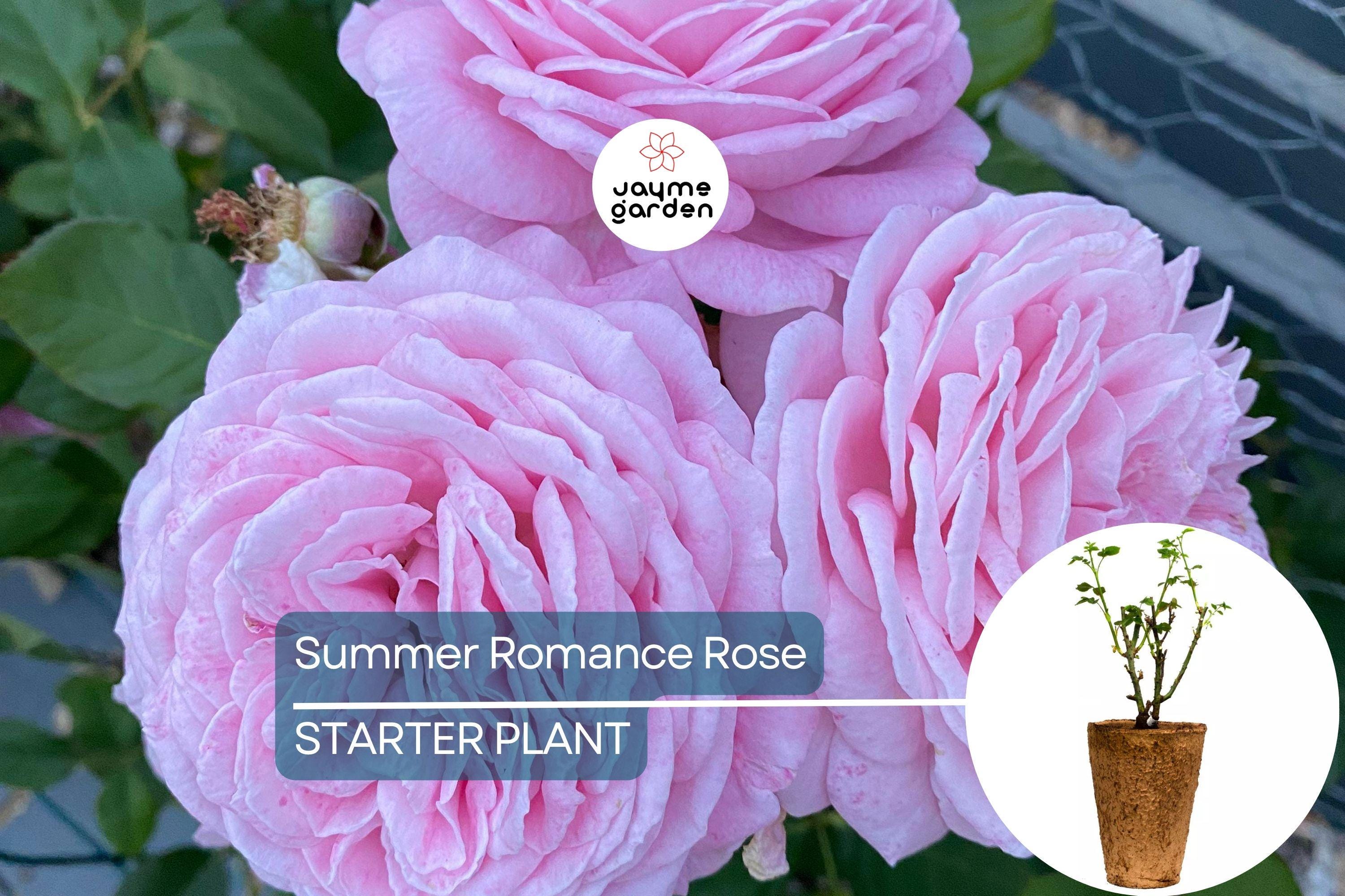 Summer Romance Rose - 1.5 Gal | Fragrant Pink Floribunda | Own-Root | Rebloomer | Apple & Licorice Scent | Hardy Zones 5-10