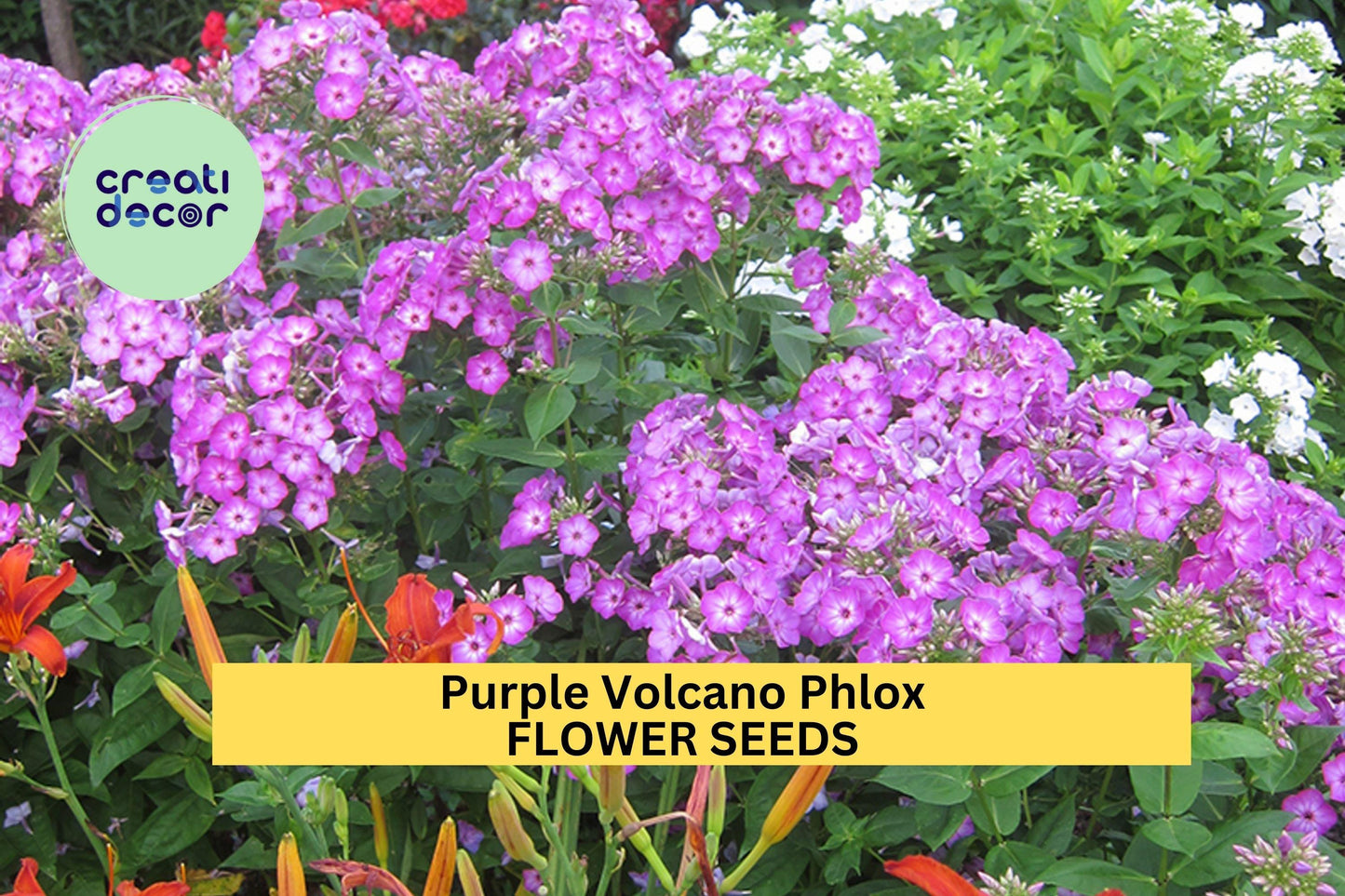 100+ Purple Volcano Phlox Seeds – Fragrant Purple Cluster Blooms for Garden Planting, Pollinator-Friendly Perennial – USA
