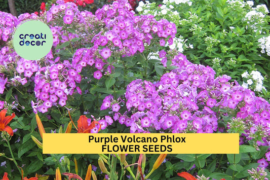 100+ Purple Volcano Phlox Seeds – Fragrant Purple Cluster Blooms for Garden Planting, Pollinator-Friendly Perennial – USA