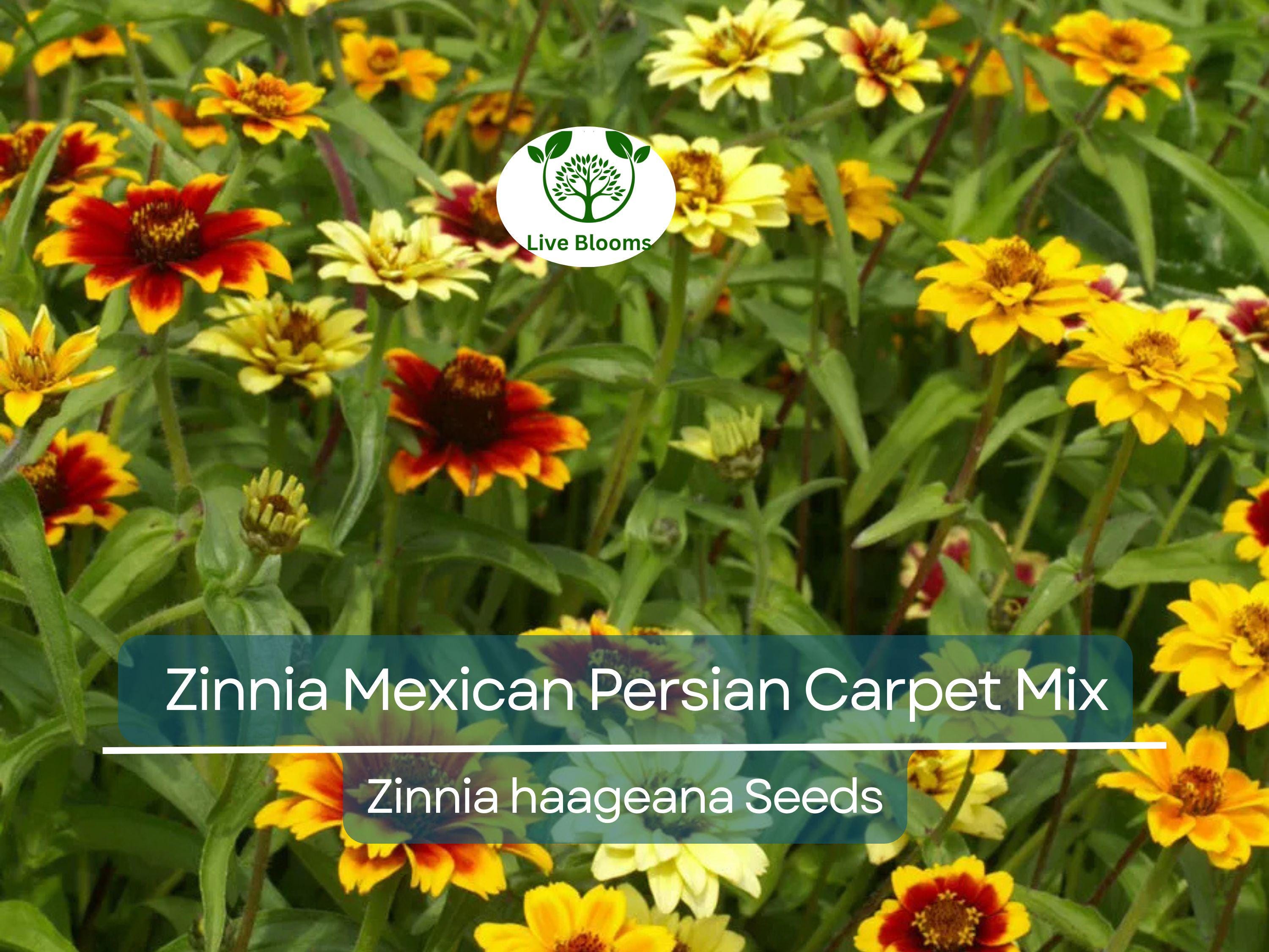 500 Seeds Zinnia Mexican Persian Carpet Mix, Dwarf Flower, Non-GMO, Vibrant Colors, Pollinator-Friendly, Easy to Grow, Perfect for Gardens