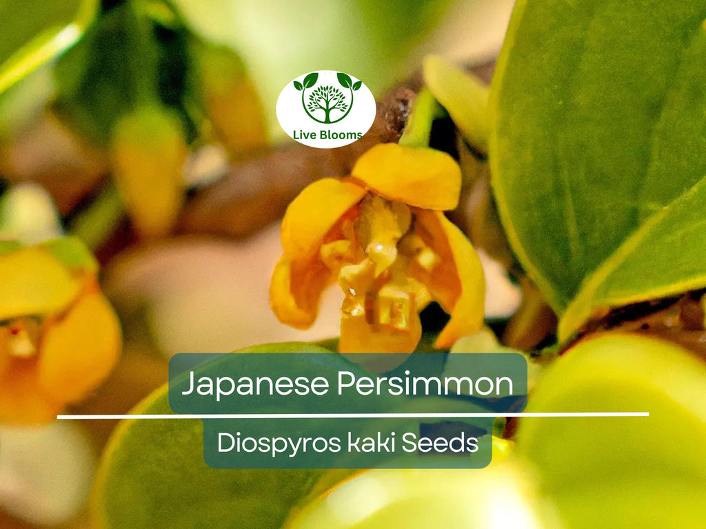 5 Japanese Persimmon Seeds (Diospyros kaki) - Edible Fruit Tree, Sweet, Nutritious Fruit for Garden or Orchard - Non-GMO, Easy to Grow