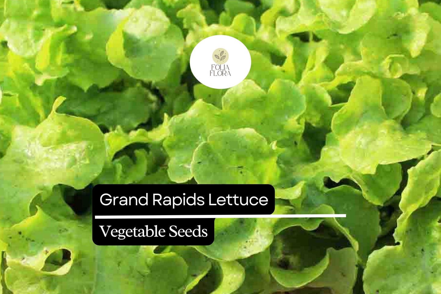 1000 Grand Rapids Lettuce Seeds – Lactuca sativa – Heirloom Leaf Lettuce, Fast-Growing, Crisp & Tender, Non-GMO, Cold Hardy