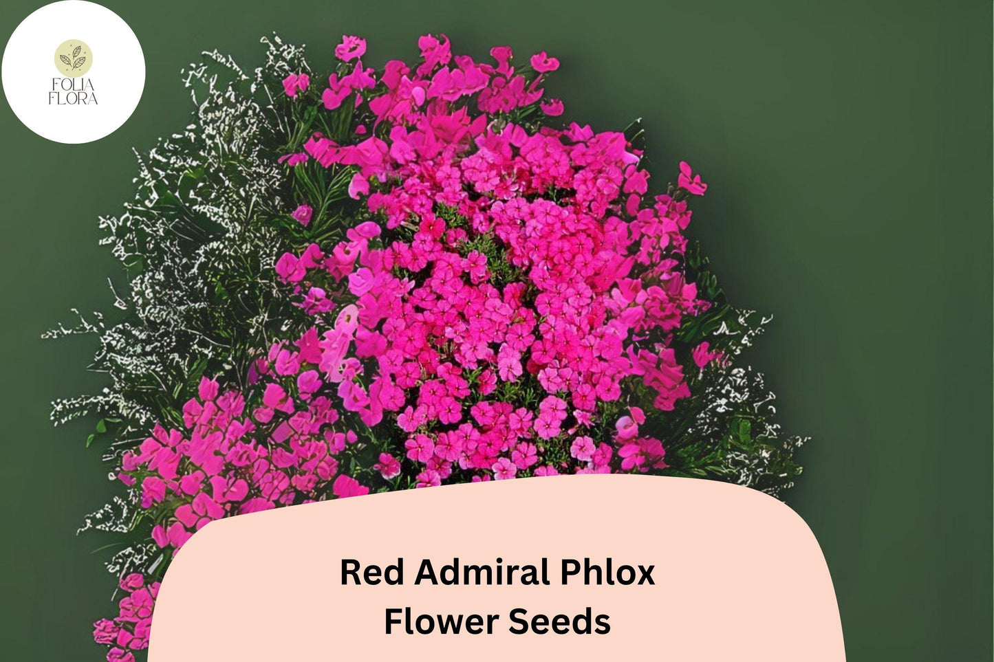 100+ Red Admiral Phlox Seeds – Bright Garden Flower Seeds for Planting, Phlox drummondii