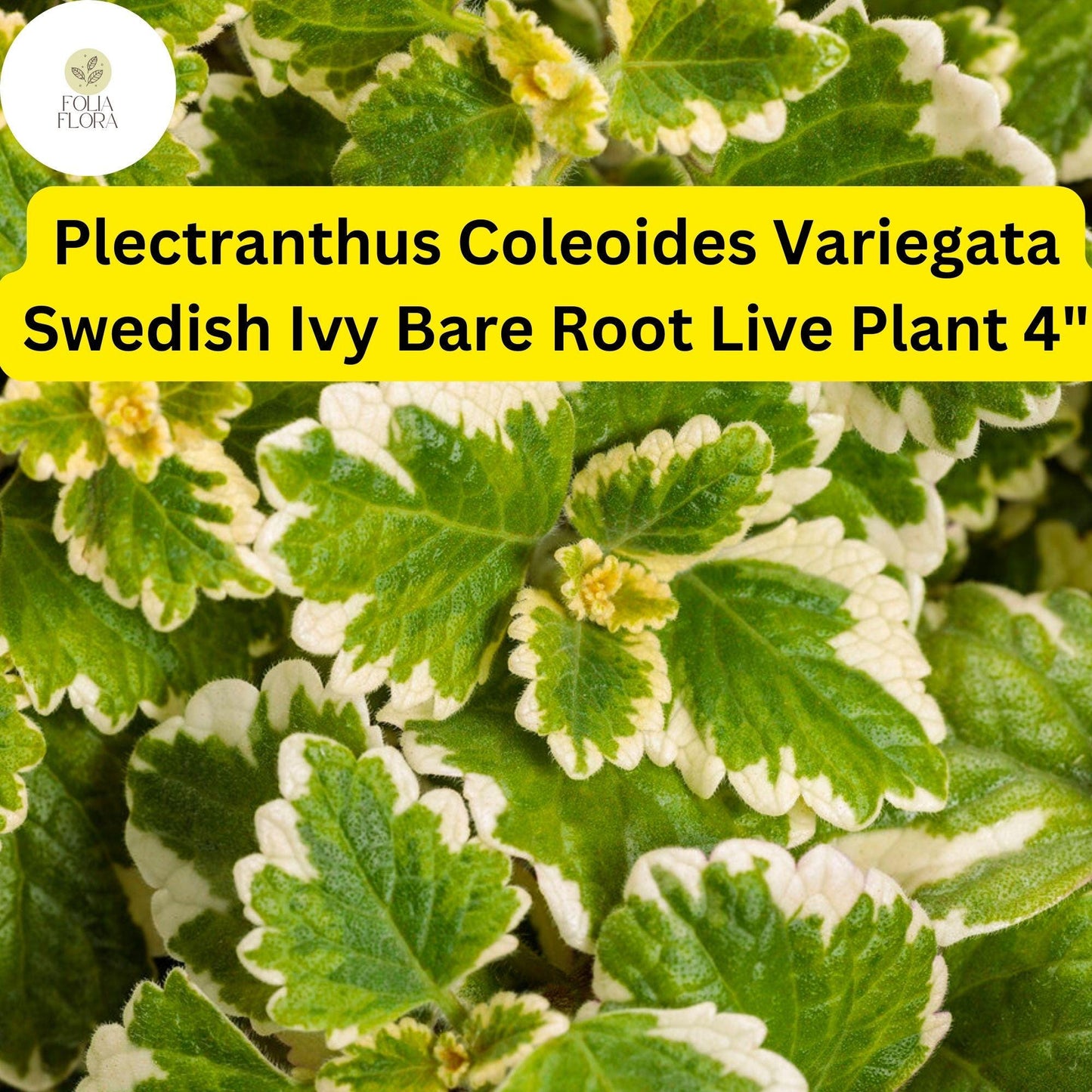 Plectranthus coleoides ‘Variegata’ | 1 Bare Root 4" Live Swedish Ivy Plant | Fragrant, Trailing, Easy-Care, Variegated Foliage