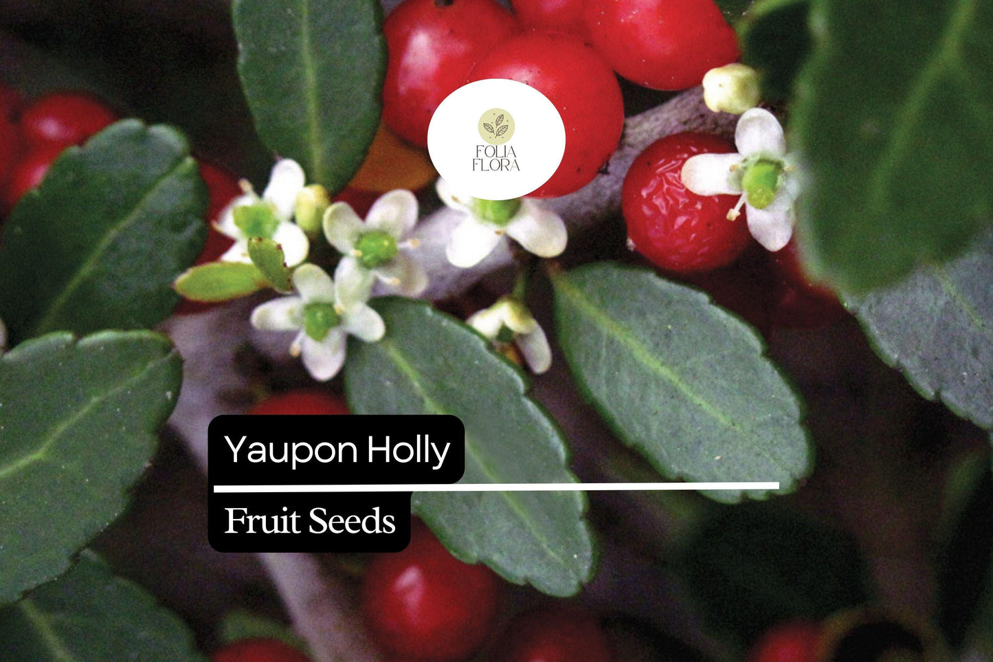 25 Organic Yaupon Holly Seeds (Ilex vomitoria) | Native Evergreen Shrub for Hedging & Wildlife