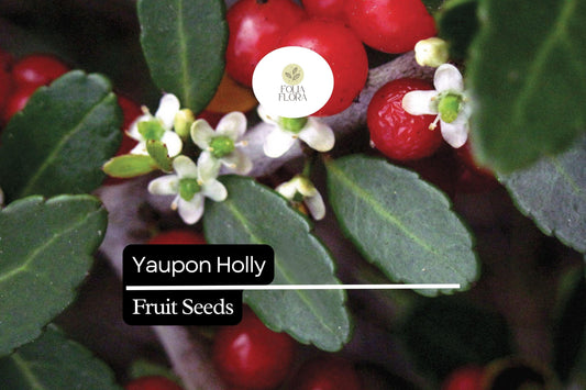 25 Organic Yaupon Holly Seeds (Ilex vomitoria) | Native Evergreen Shrub for Hedging & Wildlife