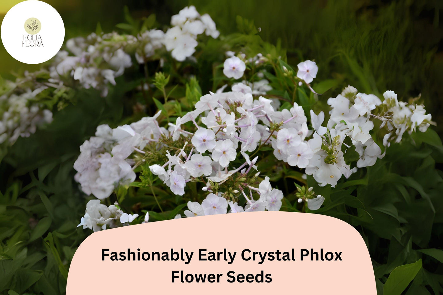 100+ Fashionably Early Crystal Phlox Seeds for Garden Planting | Phlox paniculata | White Perennial Flower Seeds