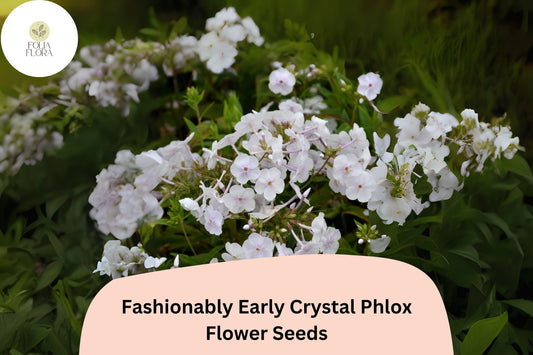 100+ Fashionably Early Crystal Phlox Seeds for Garden Planting | Phlox paniculata | White Perennial Flower Seeds