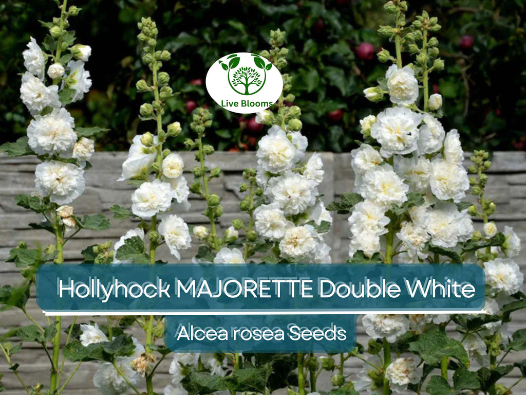 50 Seeds Hollyhock MAJORETTE Double White, Alcea rosea, Dwarf Biennial Non-GMO, Memory Garden Flowers, Elegant White Blooms for Garden