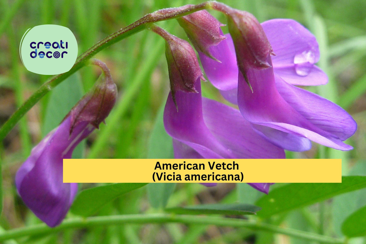 American Vetch Seeds (Vicia americana) – 25 Native Wildflower Seeds | Nitrogen Fixer | Pollinator Friendly | Vine for Meadows & Slopes