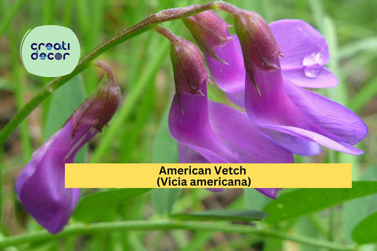 American Vetch Seeds (Vicia americana) – 25 Native Wildflower Seeds | Nitrogen Fixer | Pollinator Friendly | Vine for Meadows & Slopes