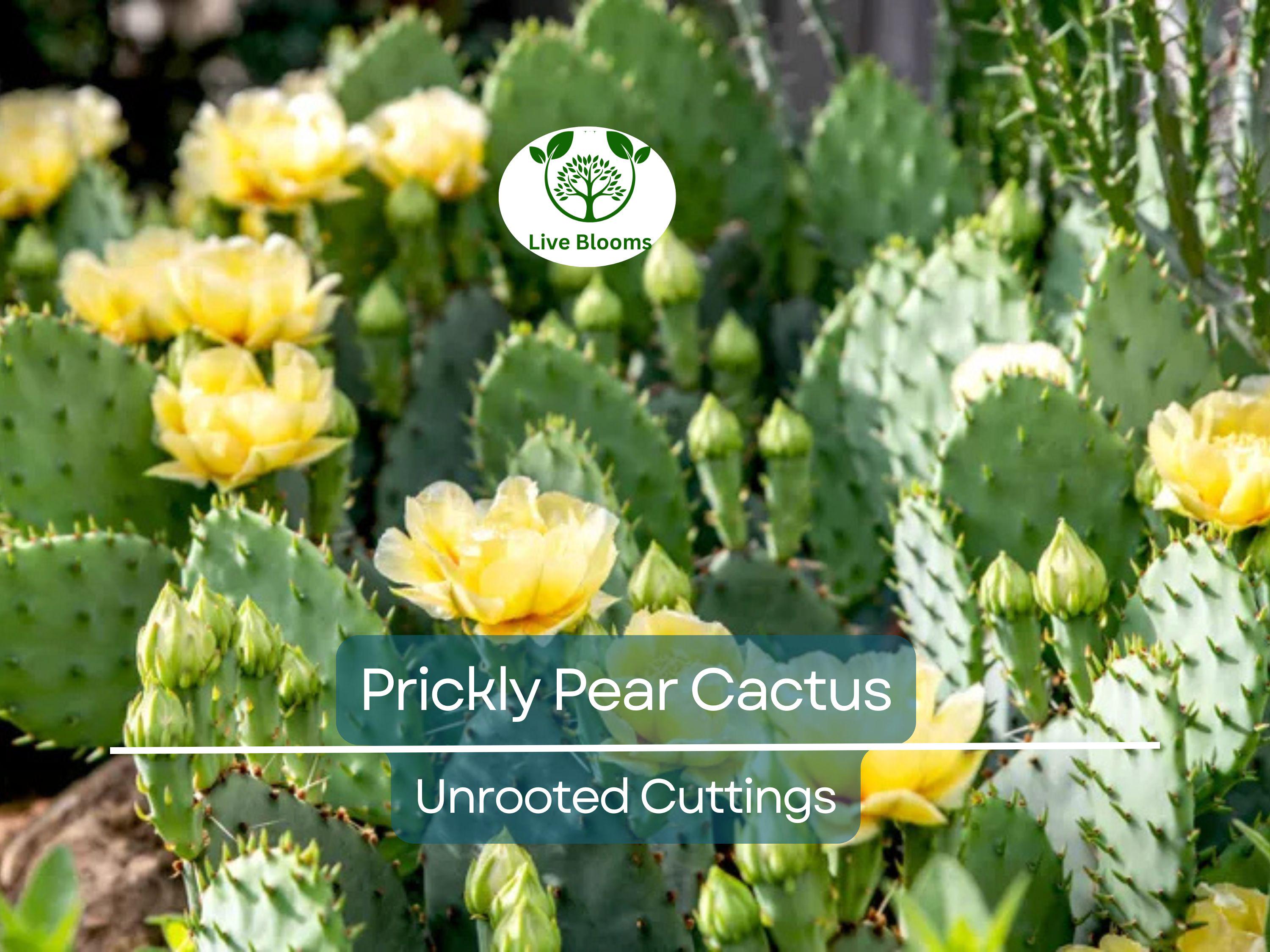 1 Prickly Pear Cactus Plant (Opuntia) Unrooted Cuttings, Edible Fruit, Orange, Pink & Yellow Blooms, Hardy Desert Plant, for Gardens