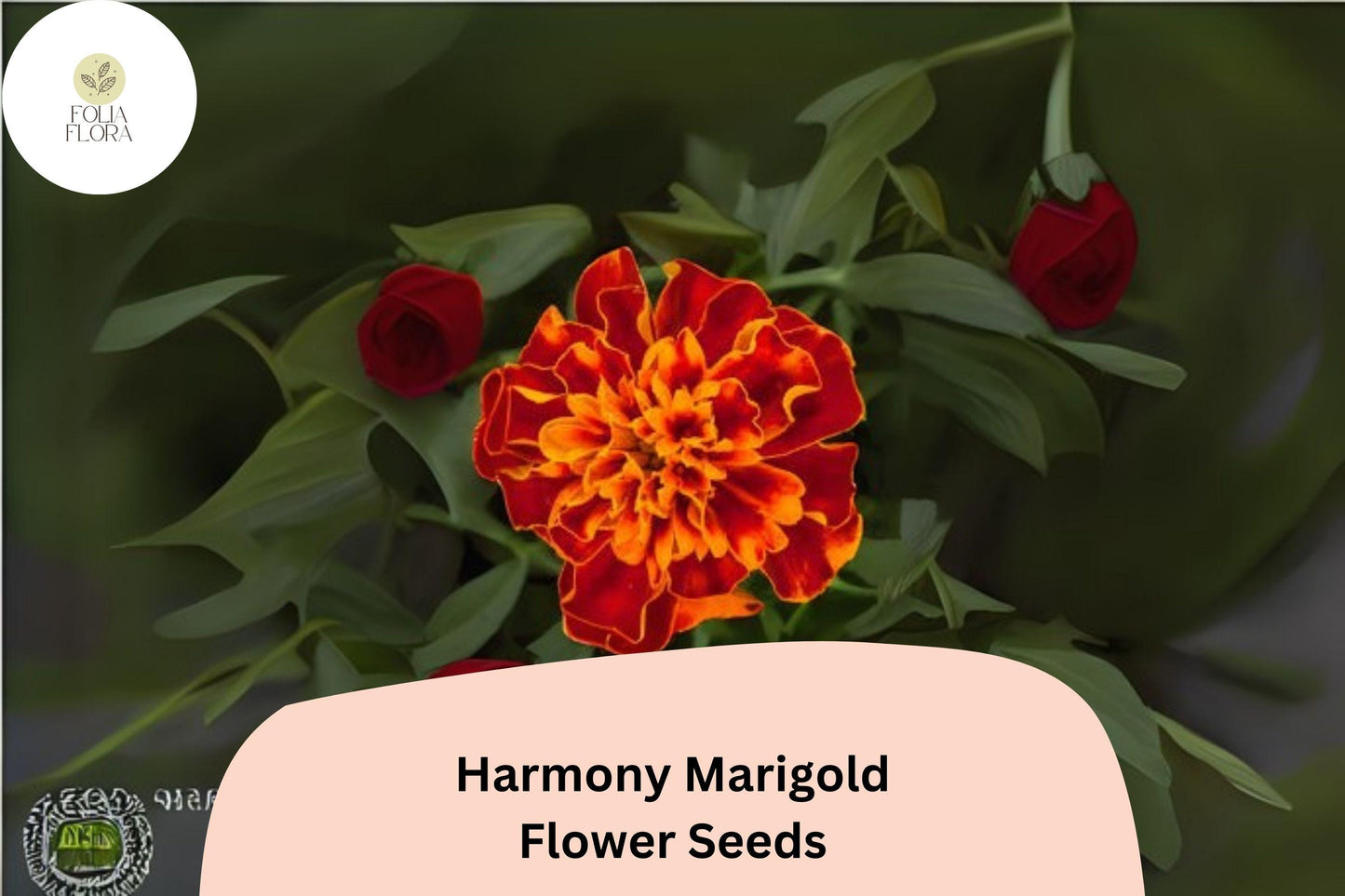 25+ Harmony Marigold Seeds | Tagetes patula | Compact French Marigold | Vibrant Orange & Yellow Blooms for Garden Planting