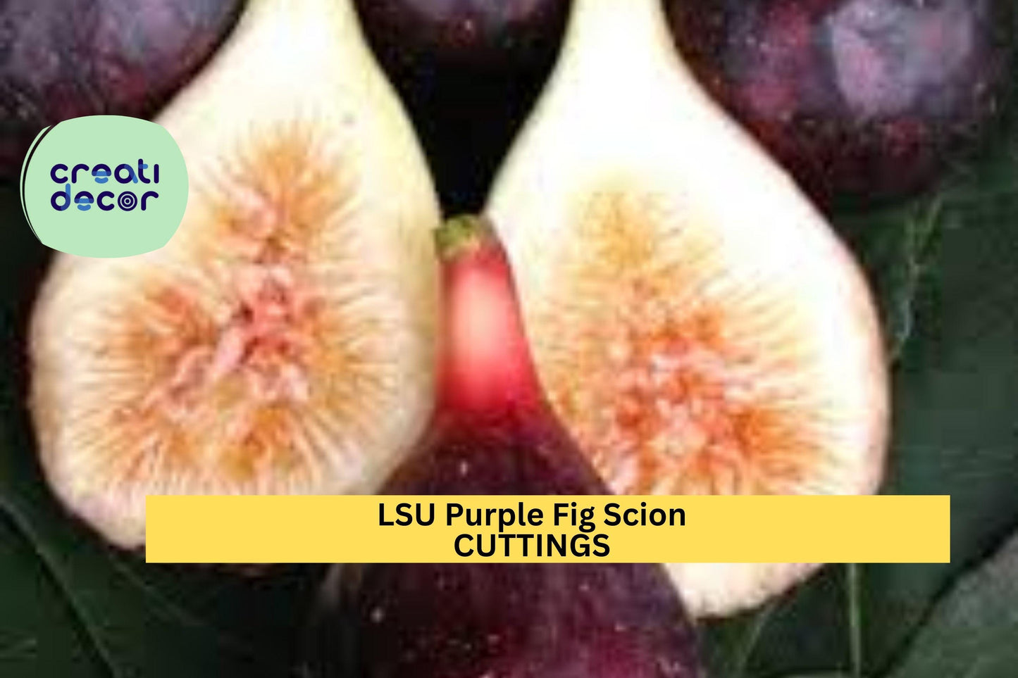 5 LSU Purple Fig Scion Cuttings – Ficus carica for Grafting or Rooting | Sweet Early-Ripening Variety for Orchards or Container Gardens