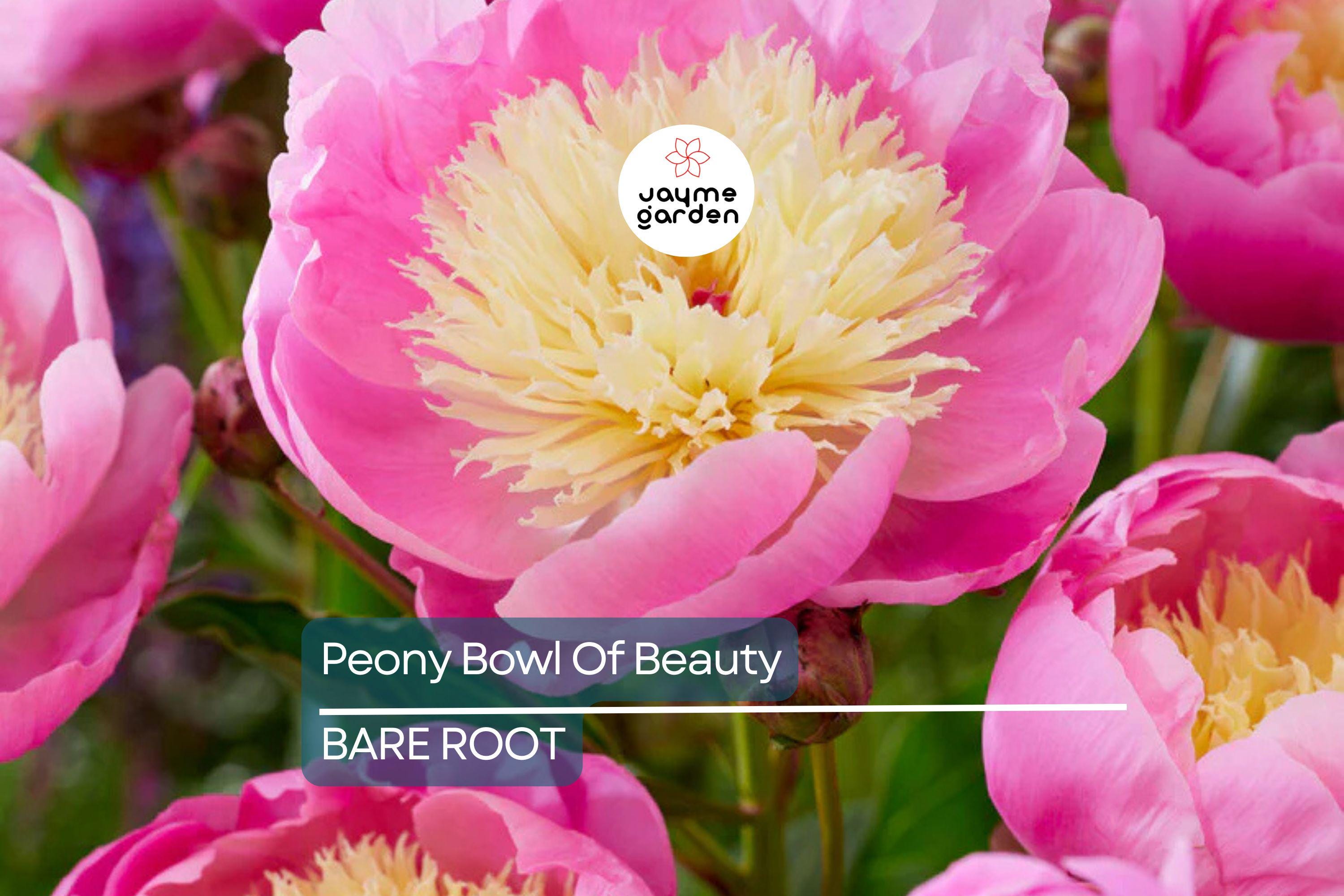 Peony ‘Bowl of Beauty’ | 2+ Eyes Bare Root | Stunning Bi-Color Blooms | Perennial Cut Flower | Deer-Resistant | Zones 3-8